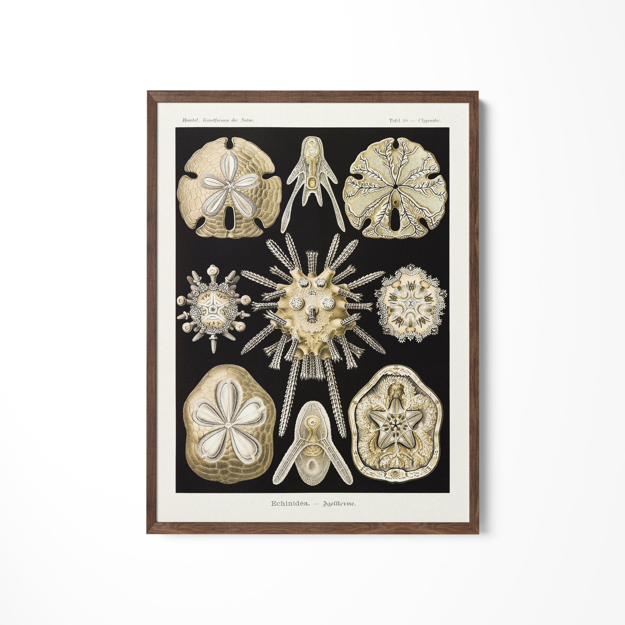 a picture of a group of sea shells