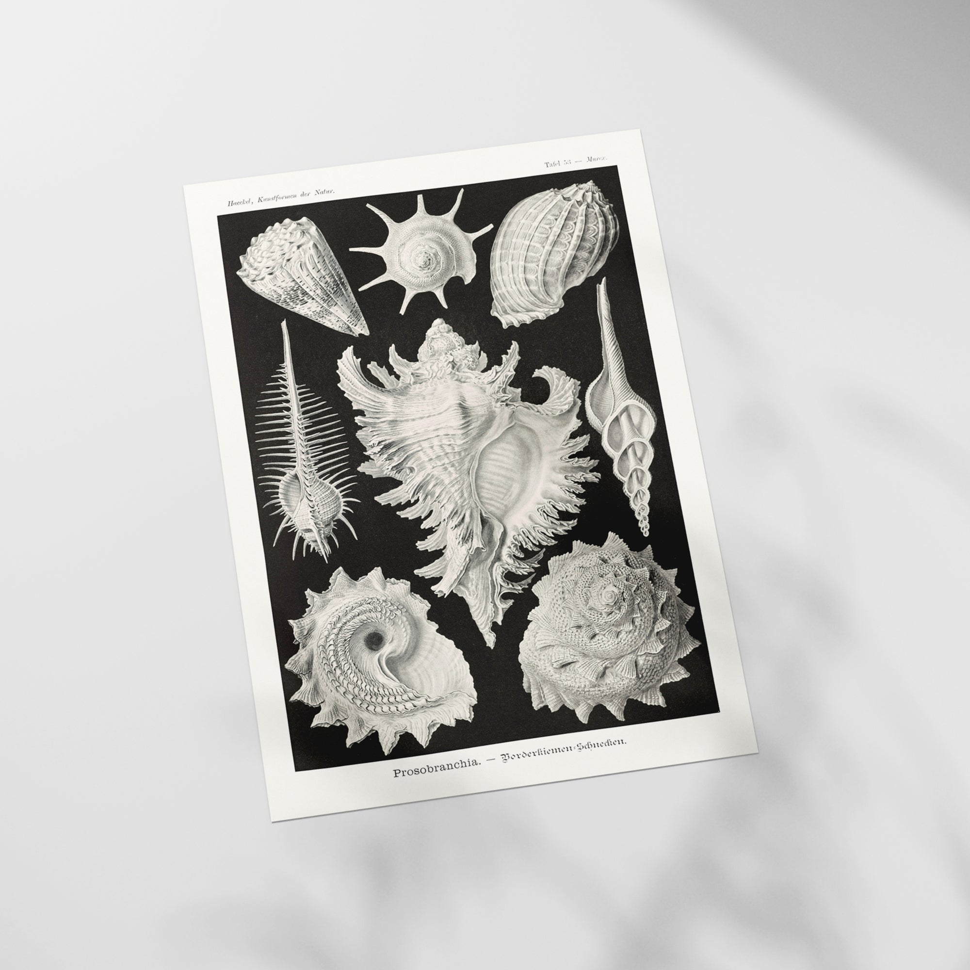 a black and white picture of sea shells