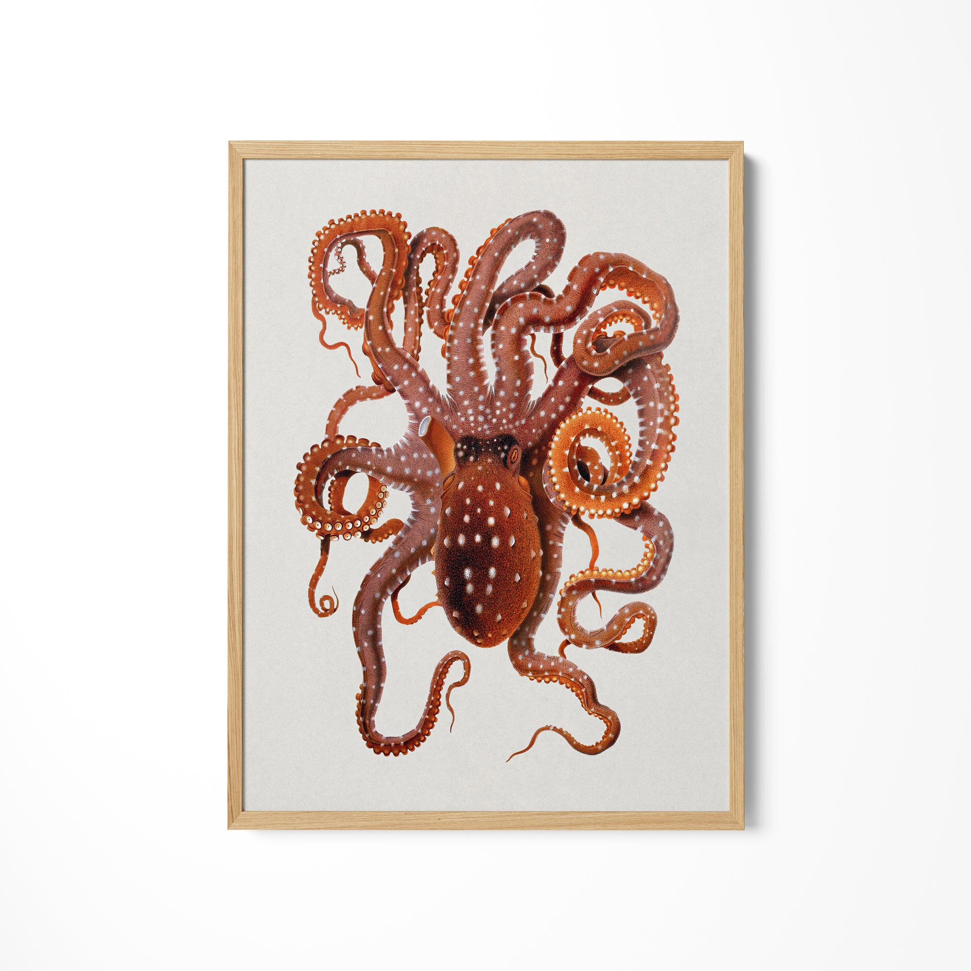 a picture of an octopus hanging on a wall