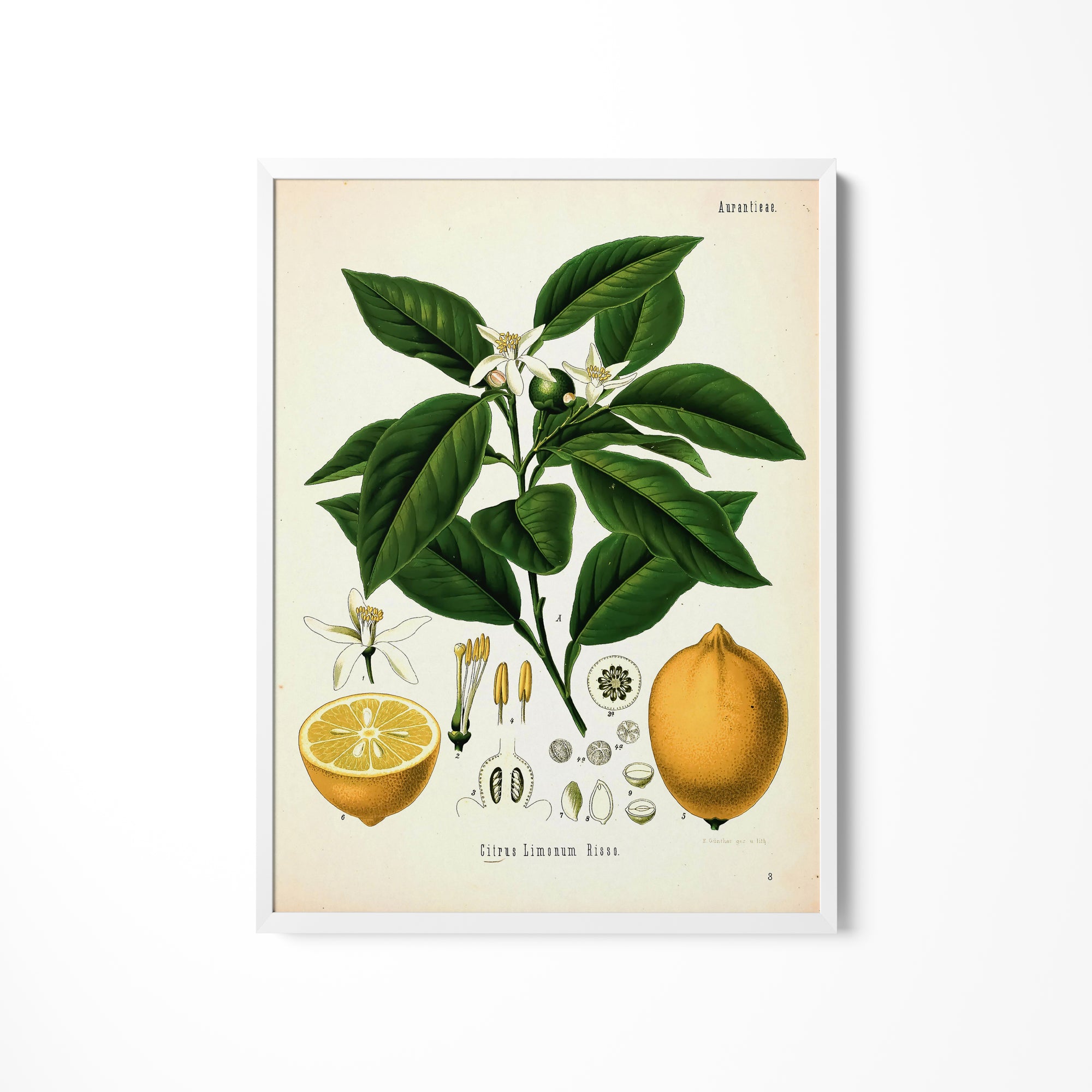 a picture of a plant with fruit and flowers