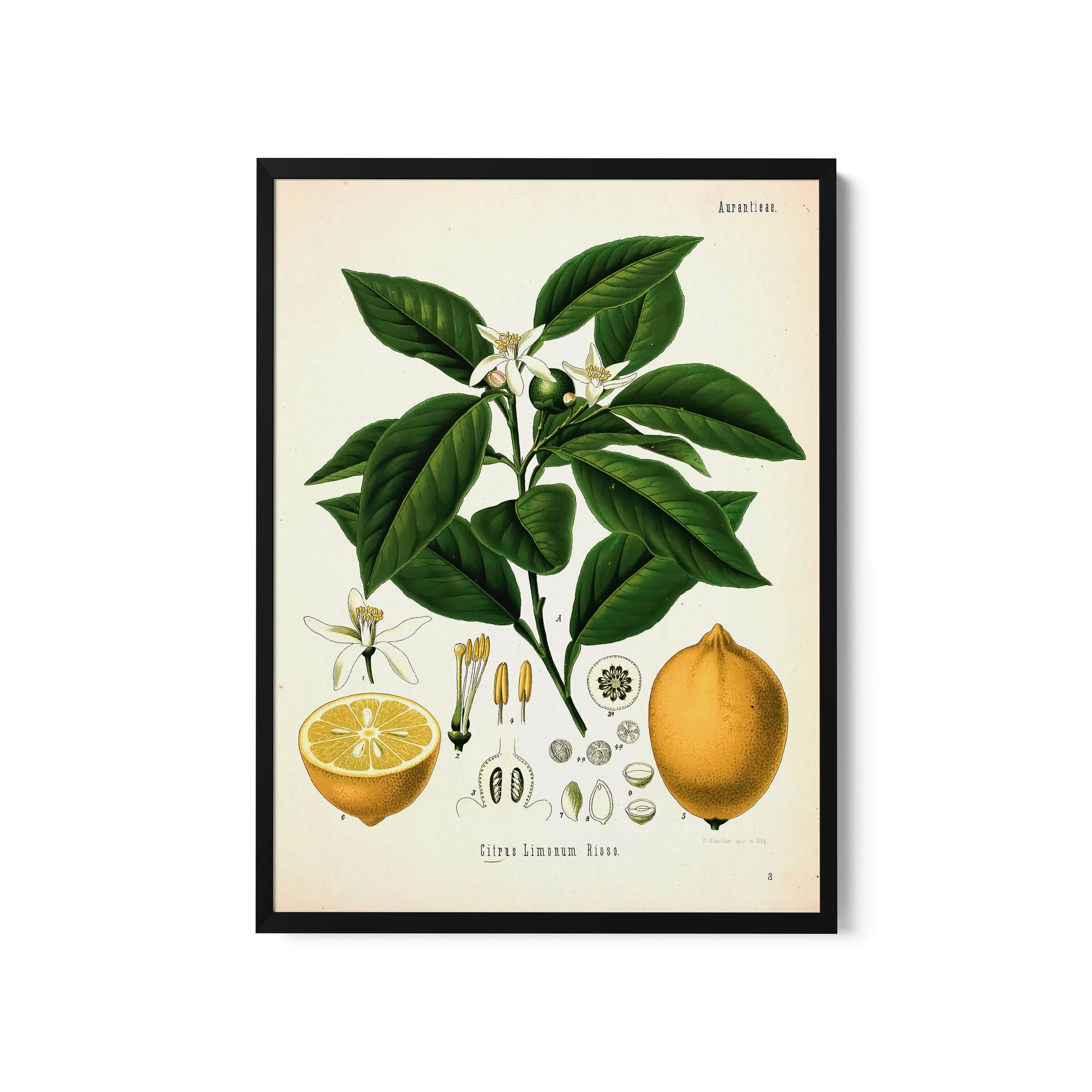 a picture of a plant with fruit and flowers