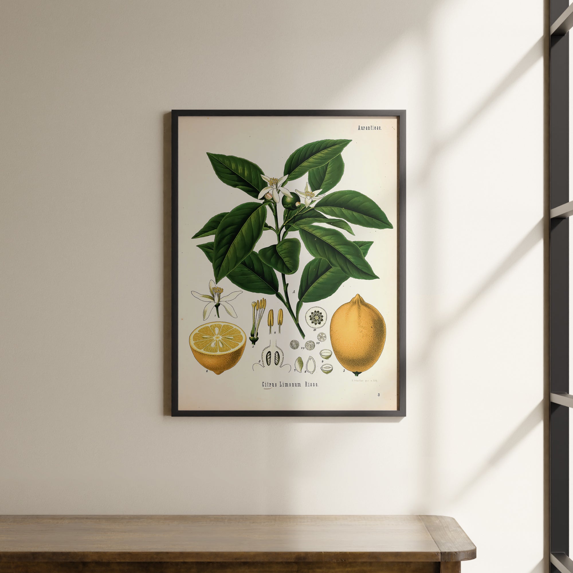 a framed picture of a lemon tree with leaves