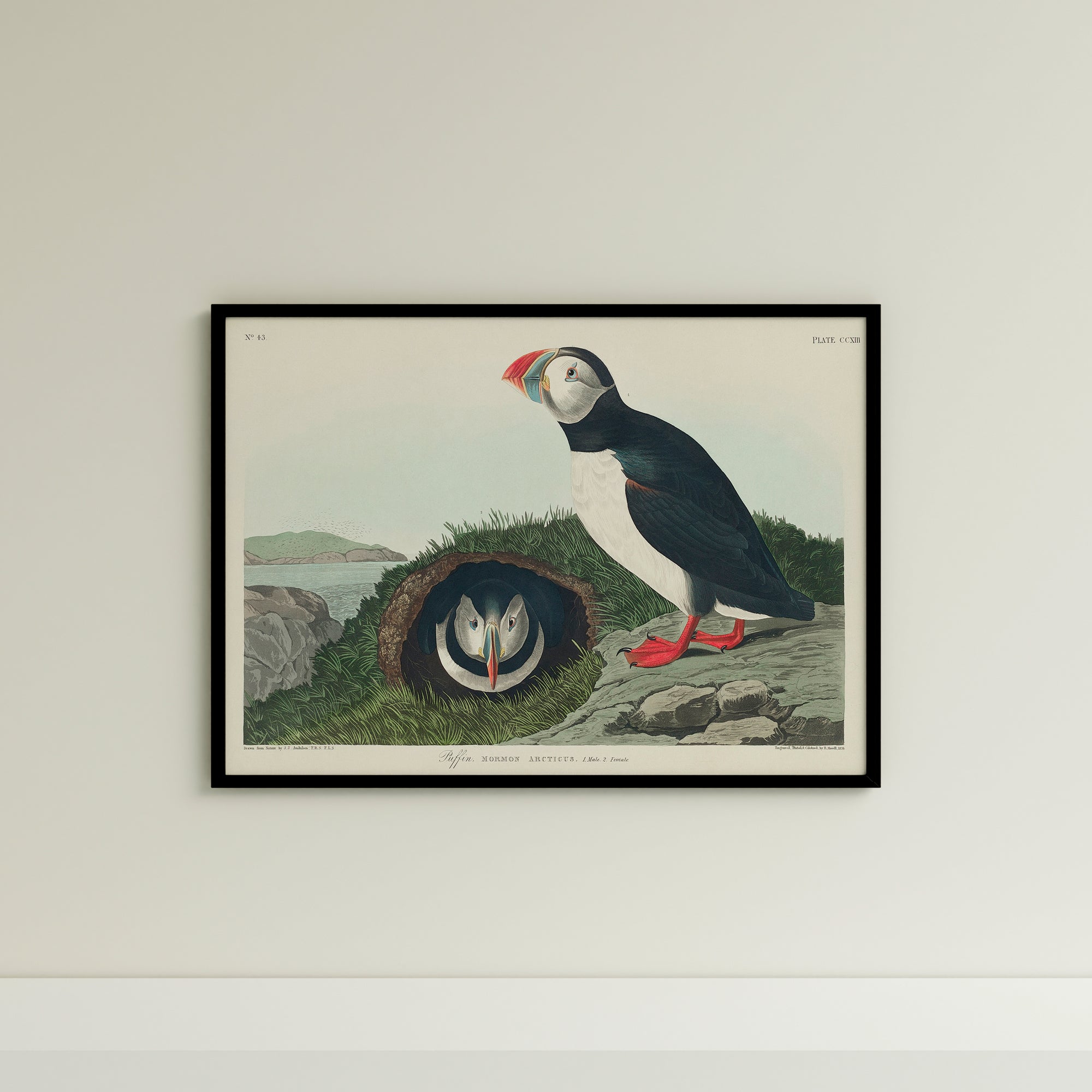 a picture of a bird on a wall