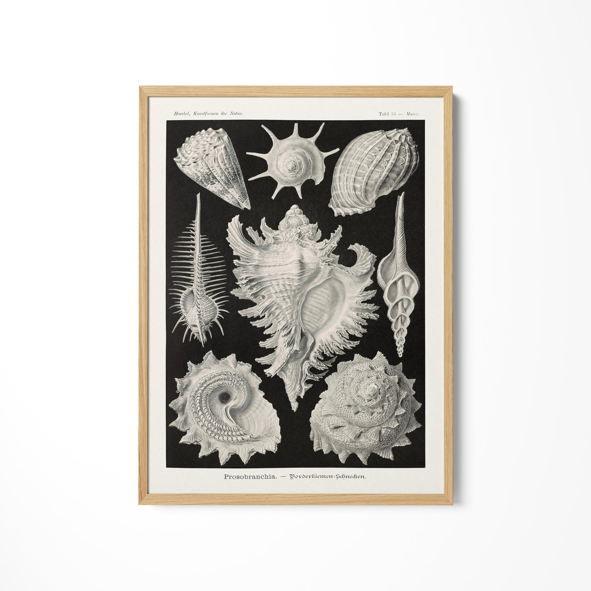 a black and white drawing of sea shells