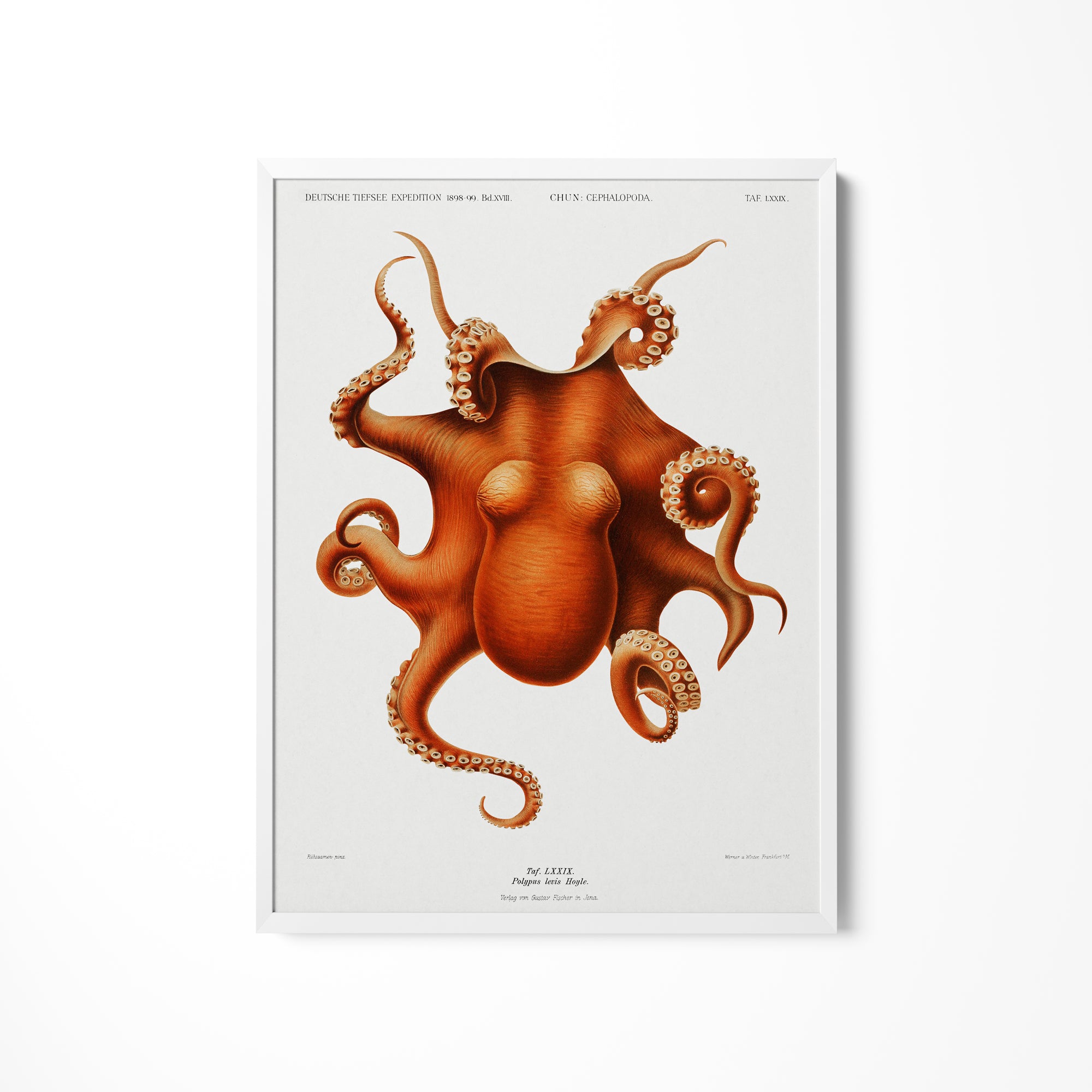 a picture of an octopus on a white background