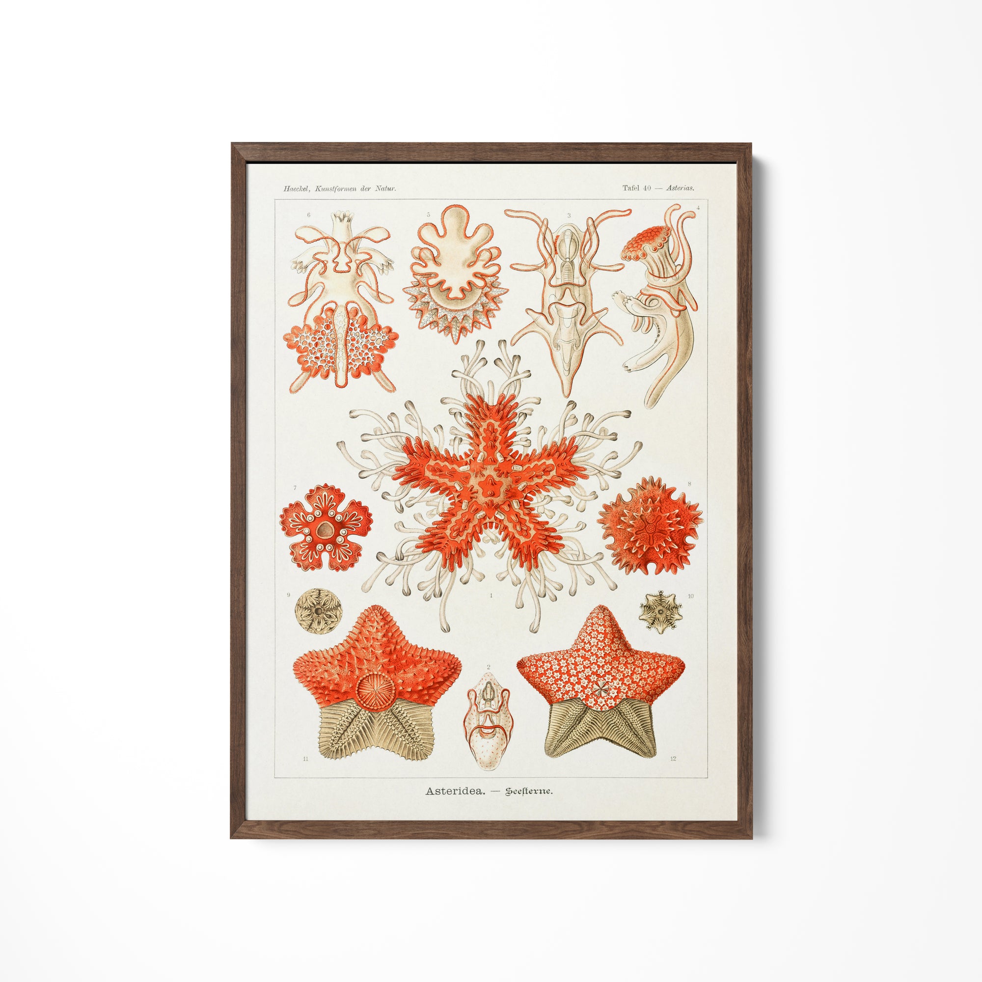 a picture of corals and sea stars on a white wall