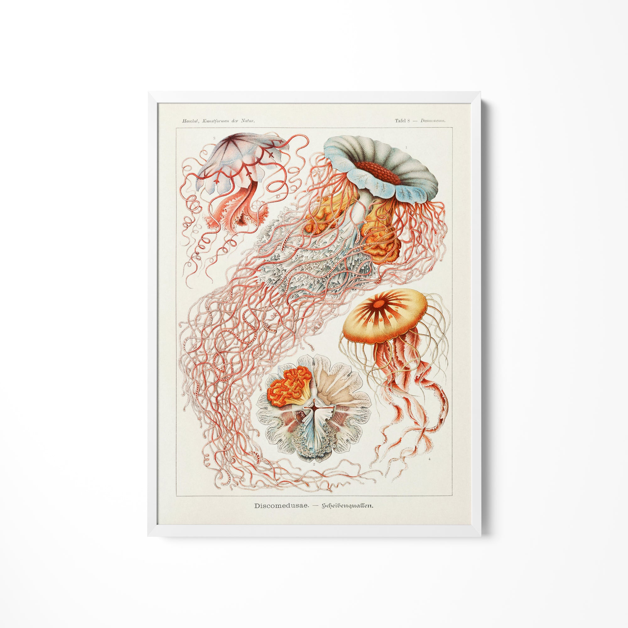 a drawing of jellyfish and other sea creatures