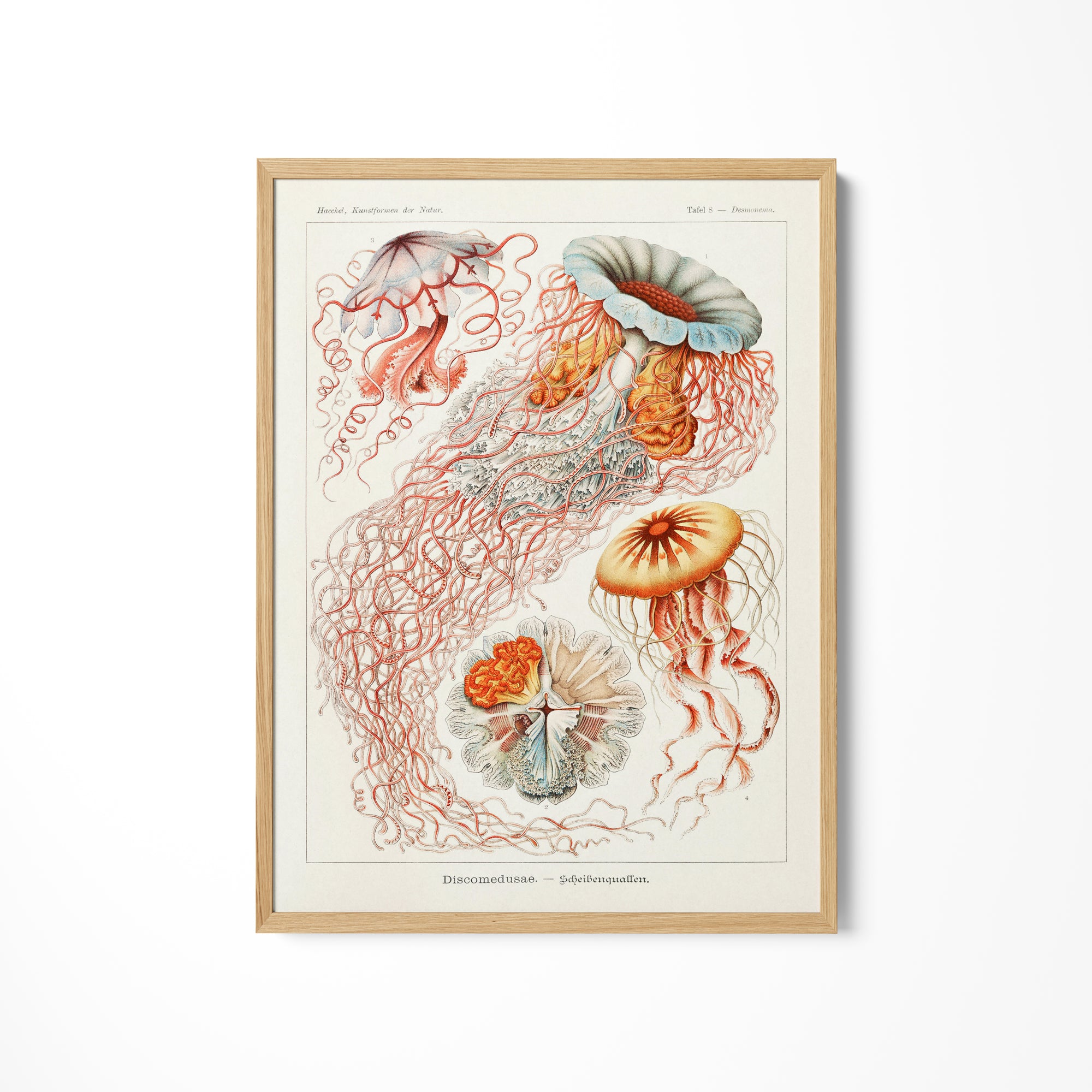 a drawing of jellyfish and other sea creatures