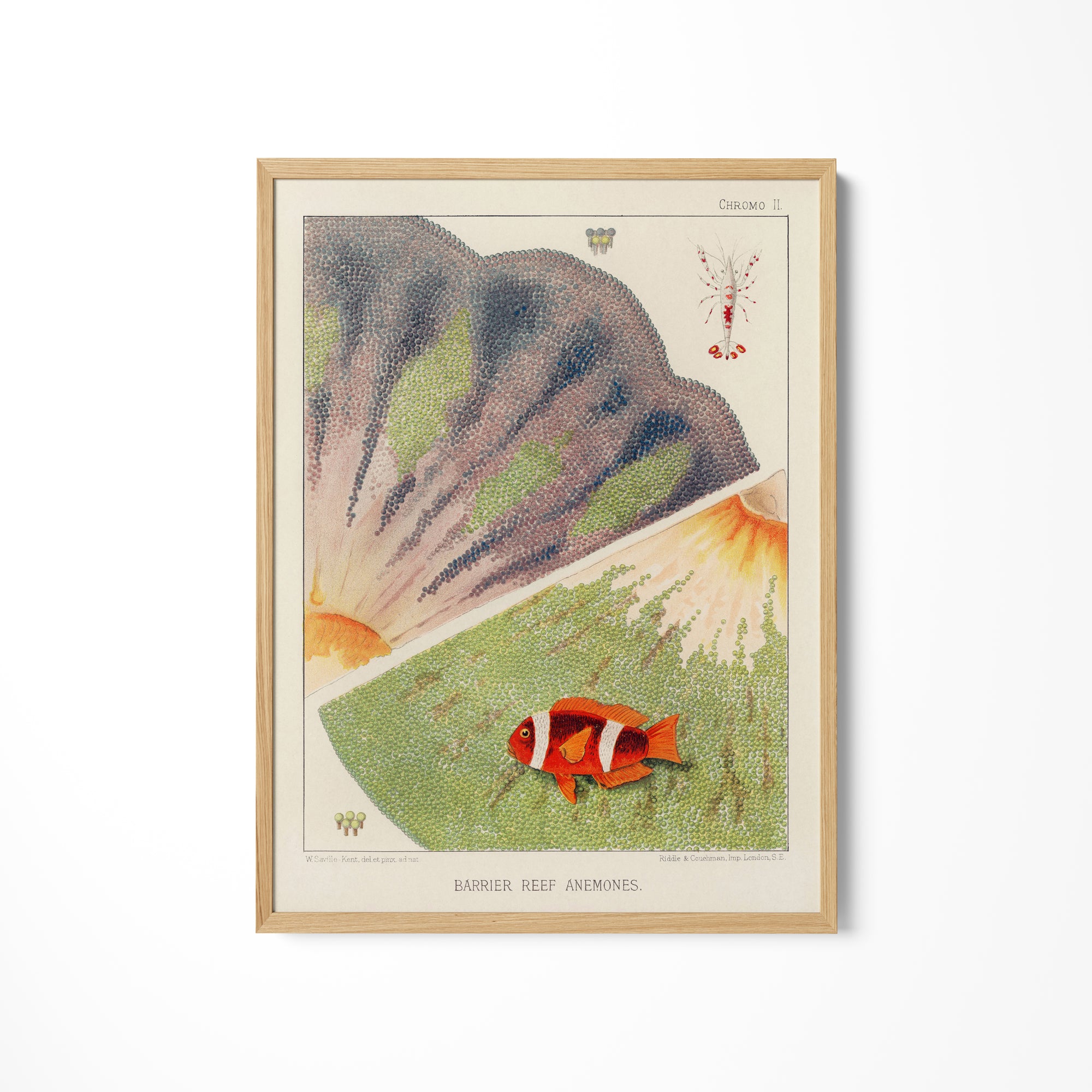 a picture of a fish on a white wall