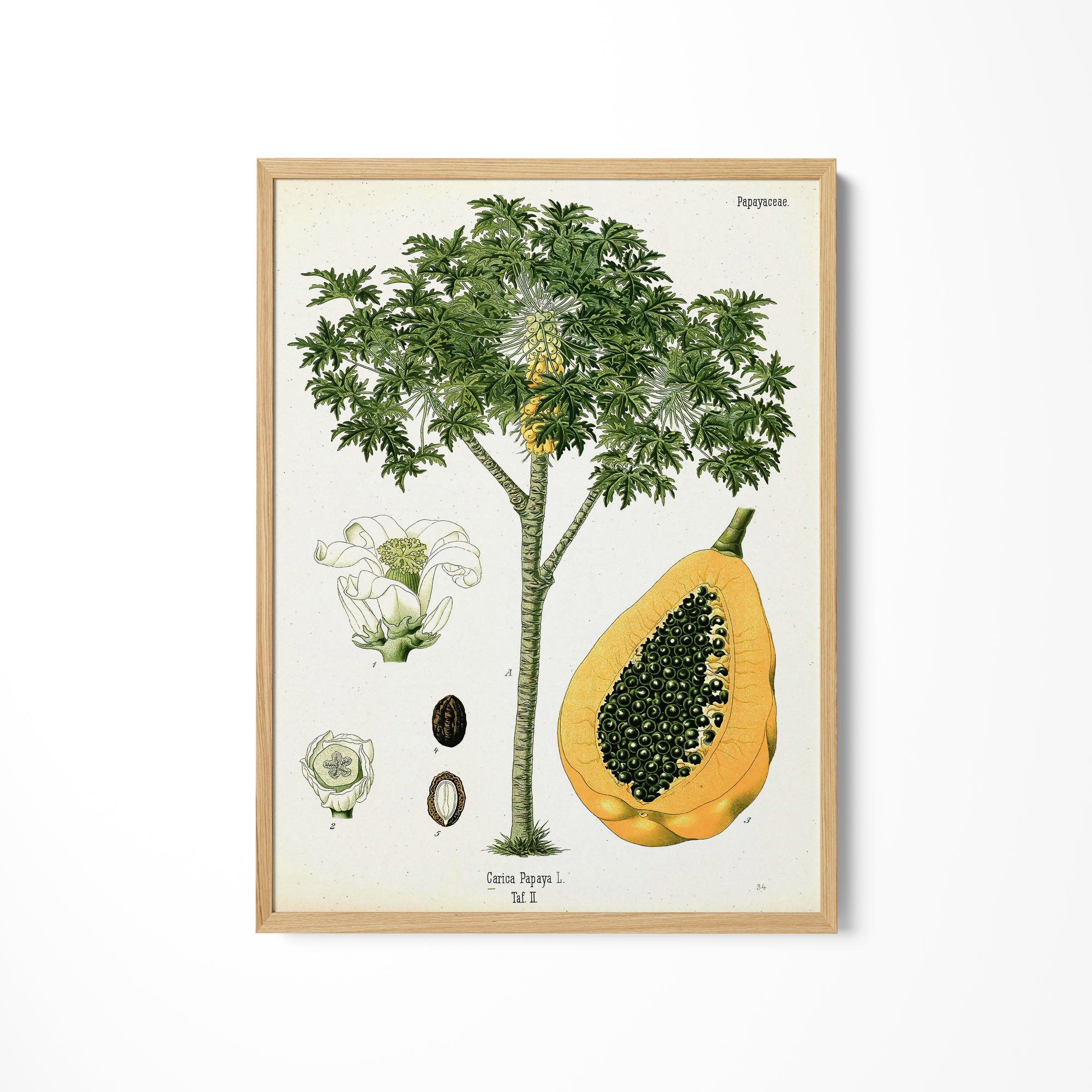 a picture of a tree with a fruit on it