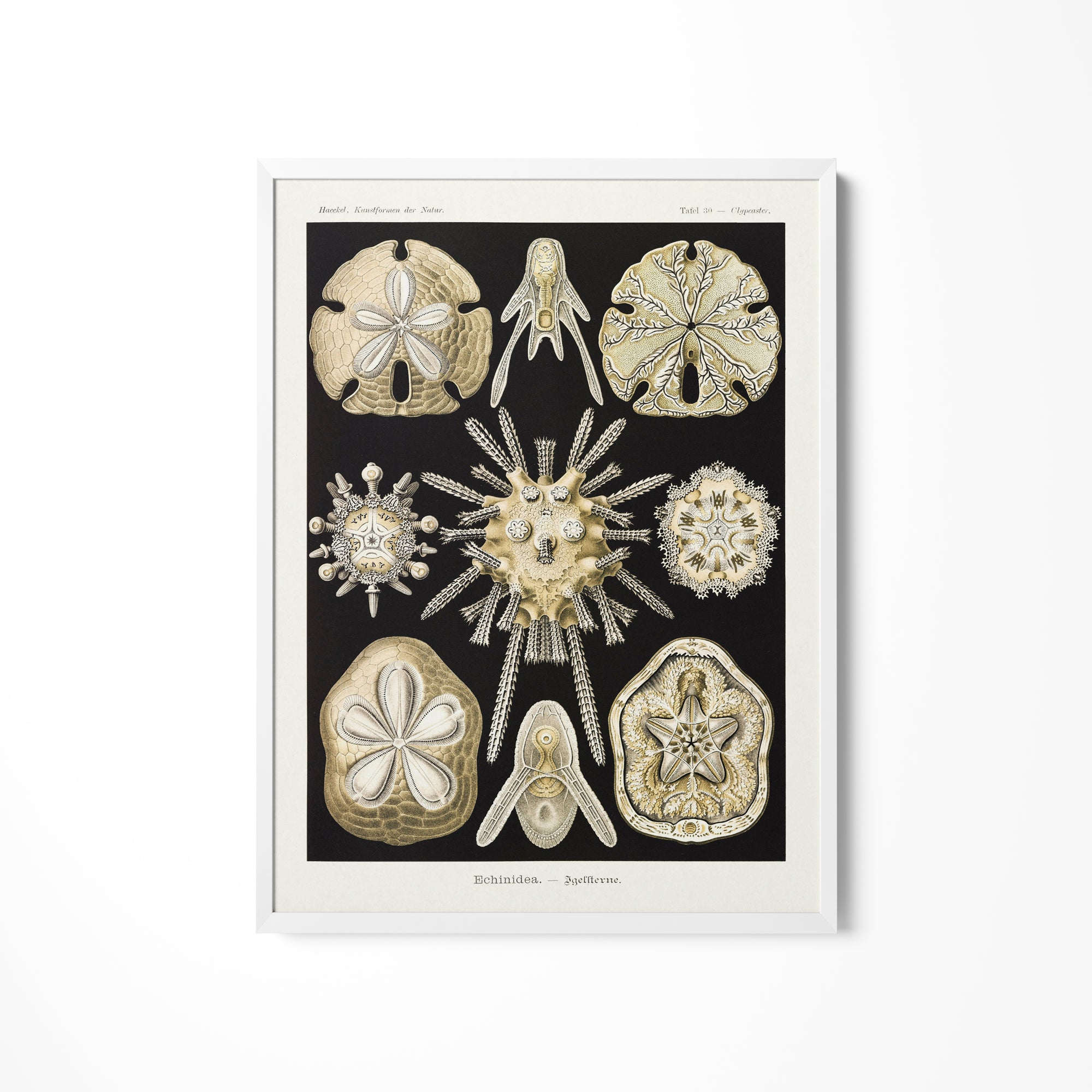 a picture of a group of sea shells