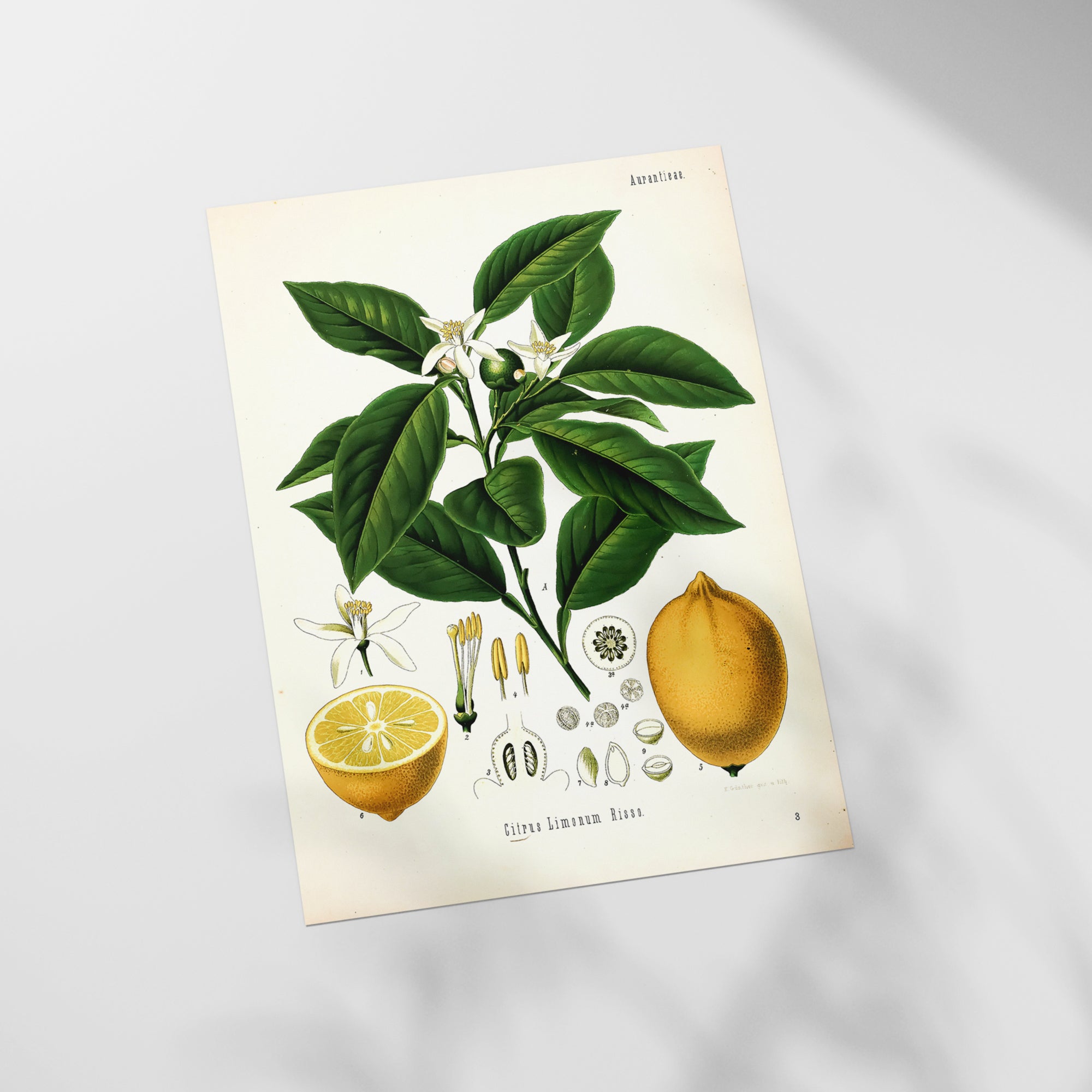 a picture of a lemon tree with fruit and flowers