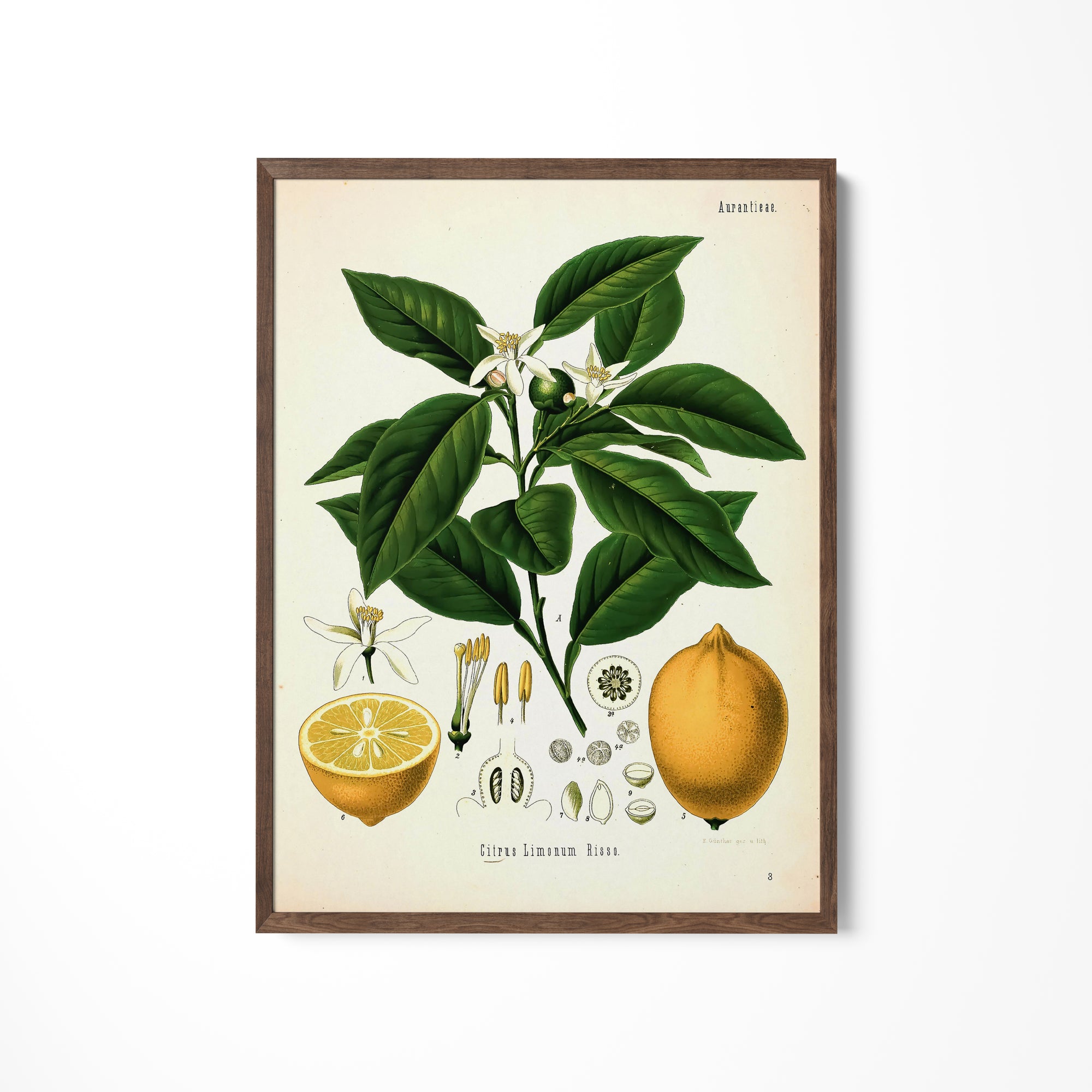 a picture of a plant with fruit and flowers