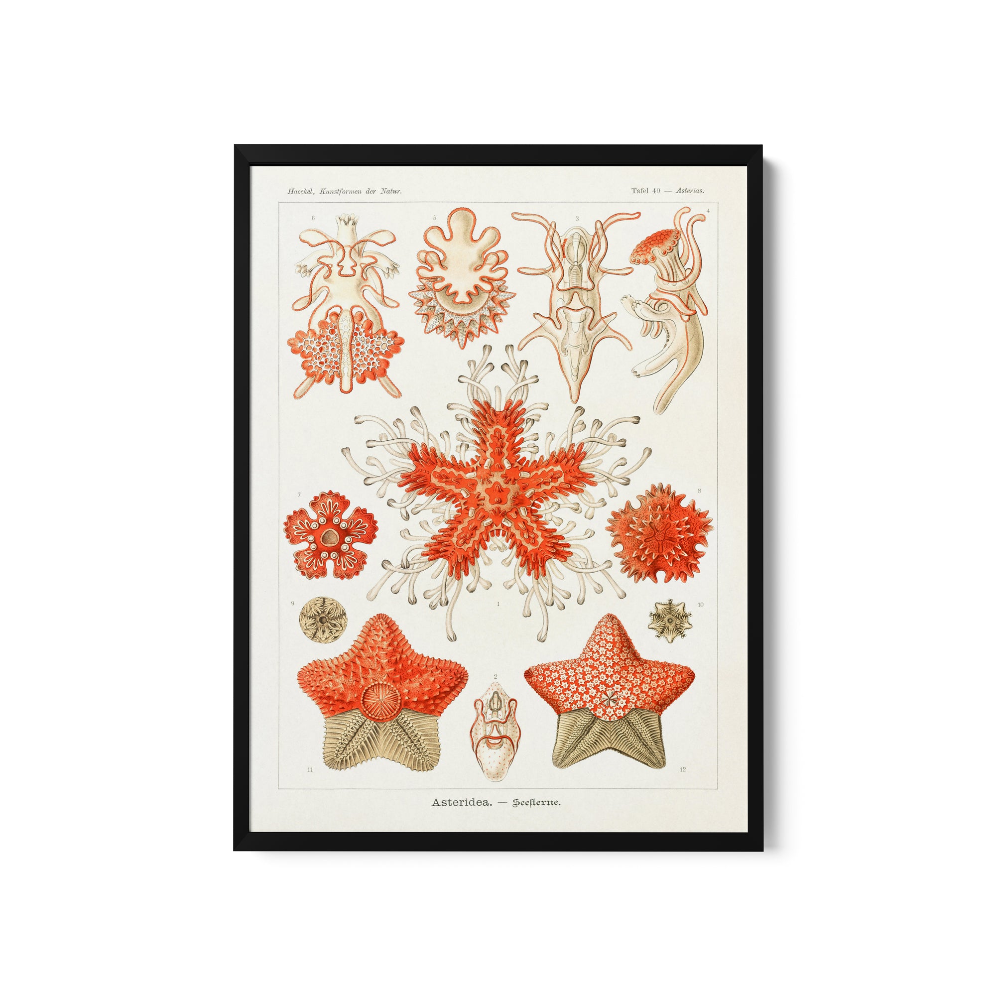 a framed print of corals and sea stars