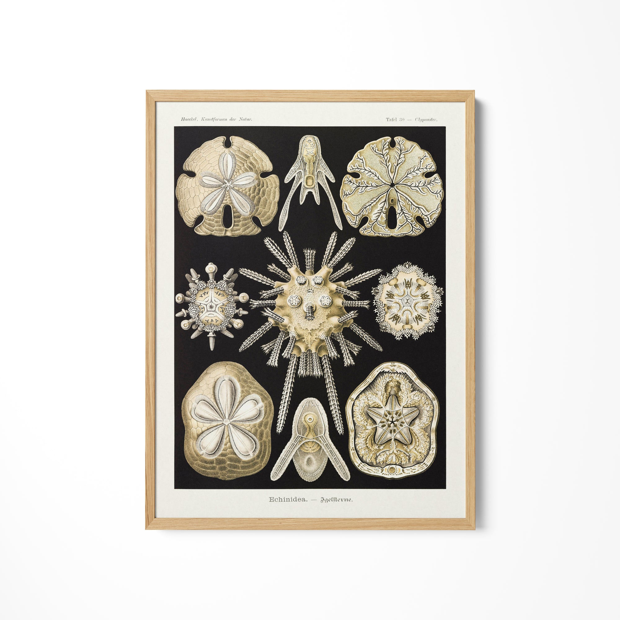 a picture of a group of sea shells