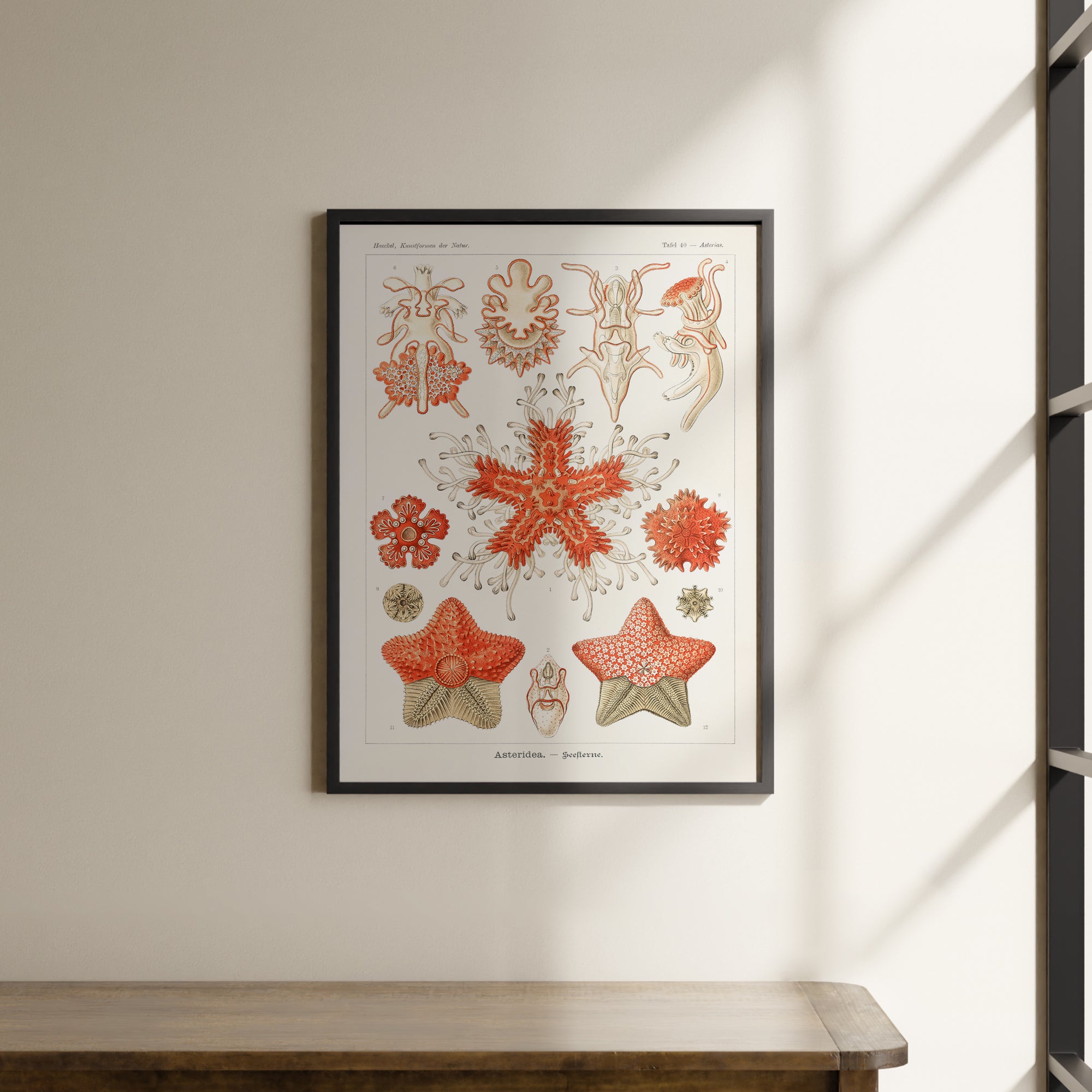 a picture of a starfish hanging on a wall