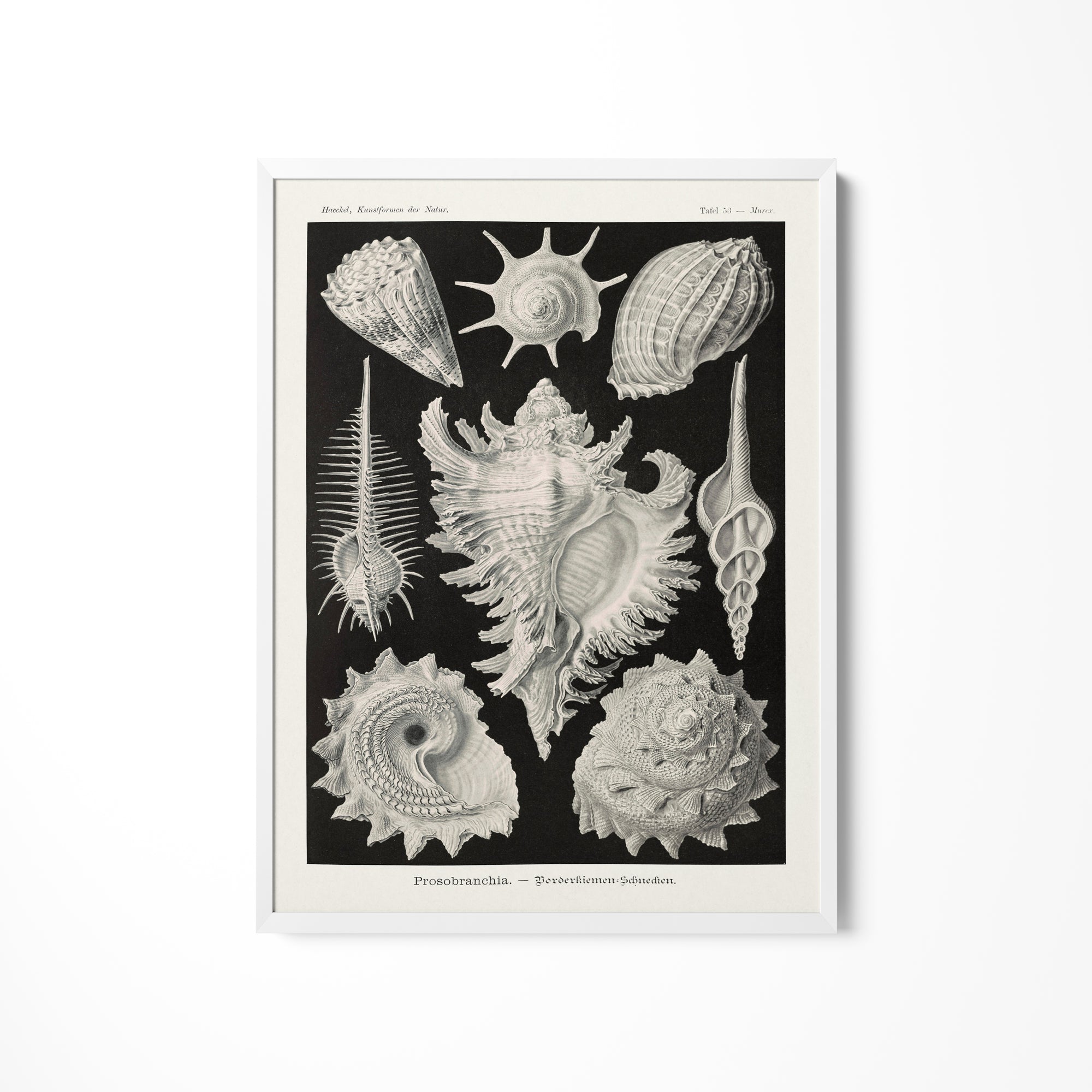 a black and white drawing of sea shells