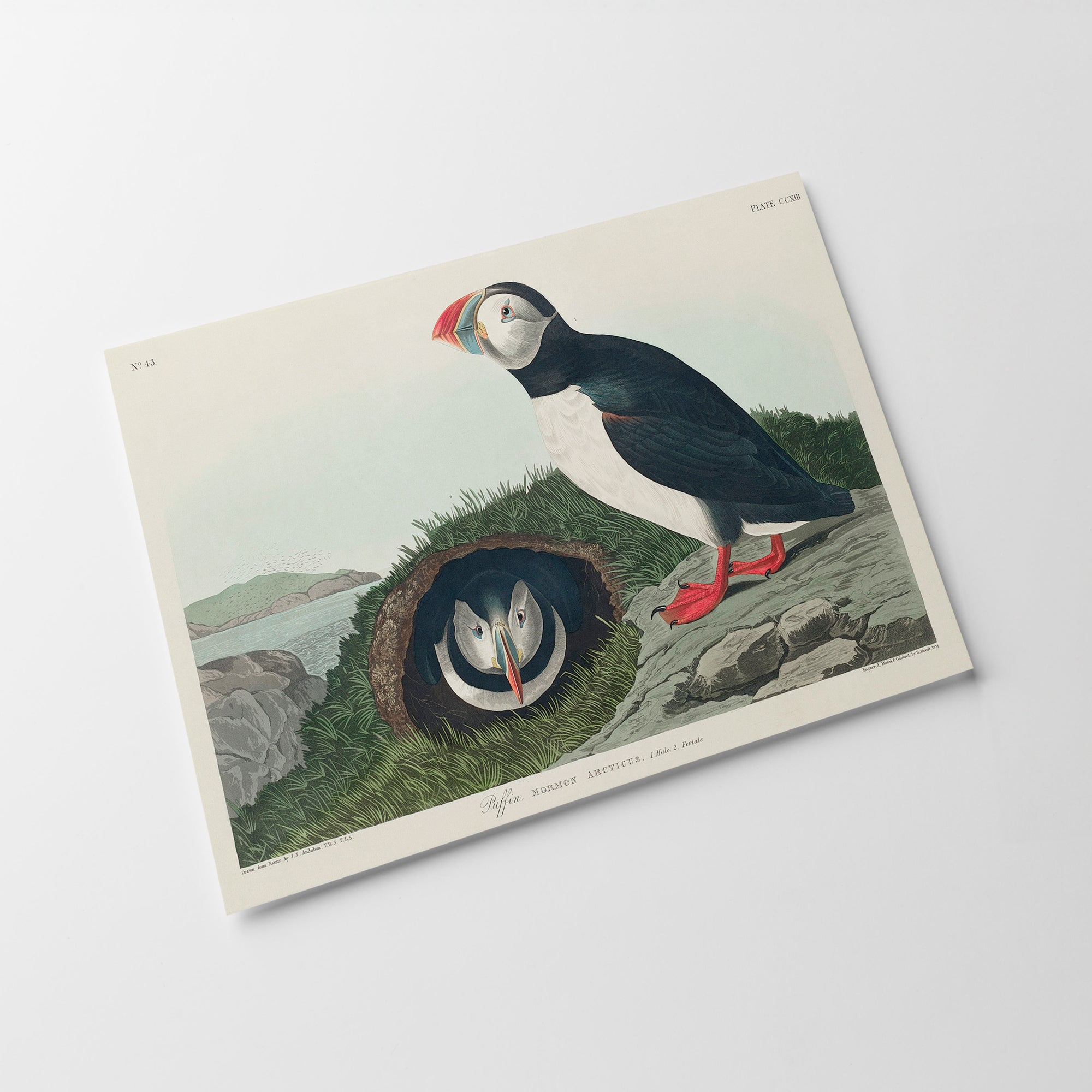 a picture of a bird sitting on top of a rock