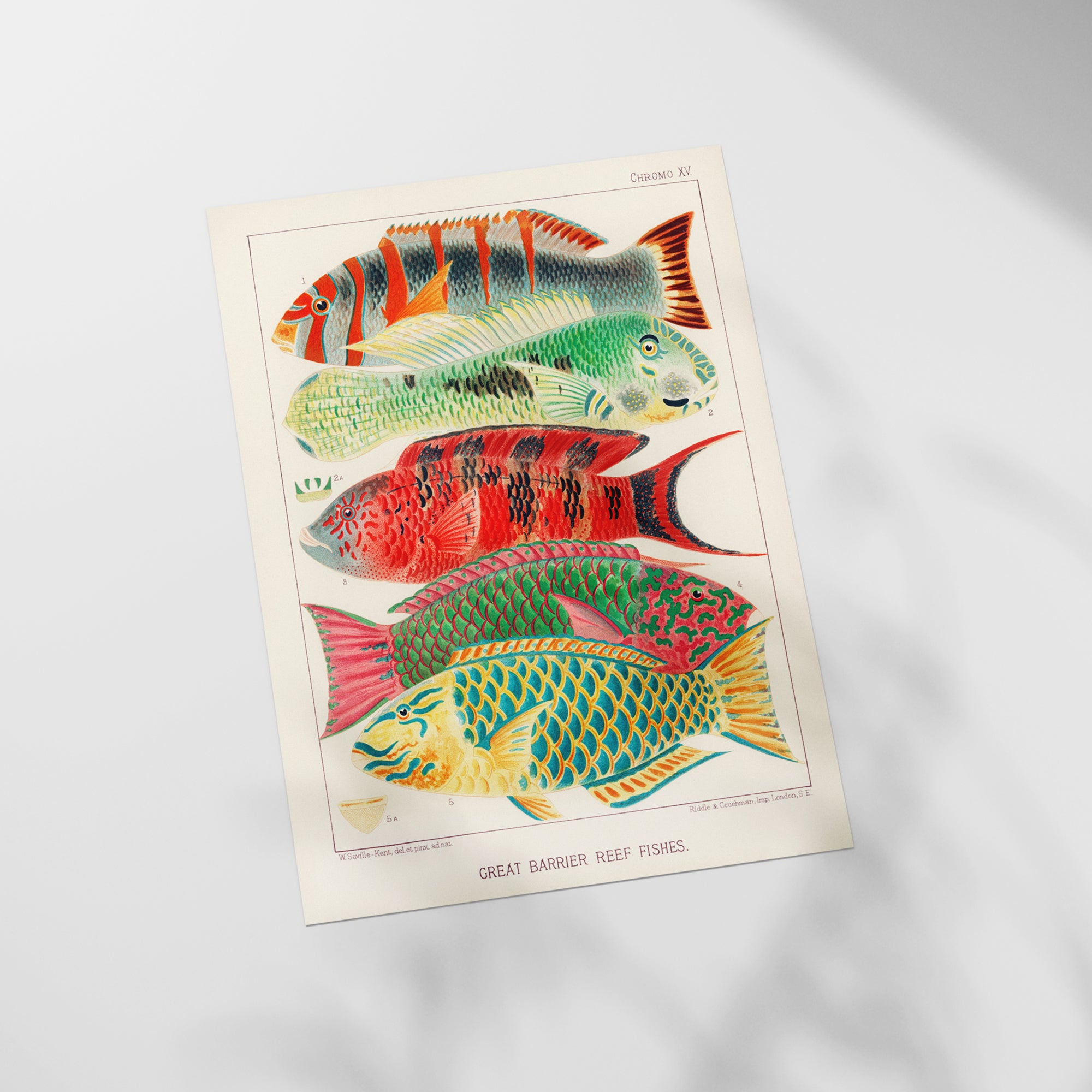 a group of fish sitting on top of a white table