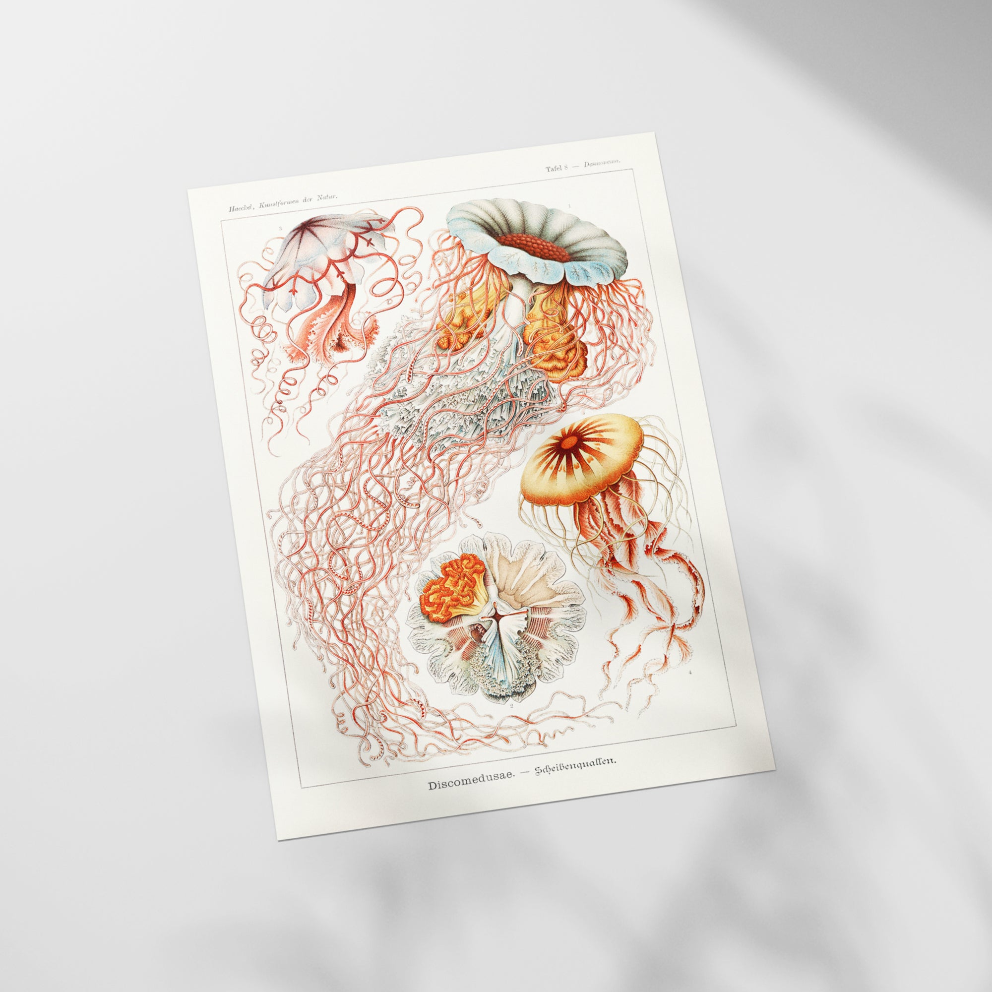 a drawing of jellyfish and other marine creatures