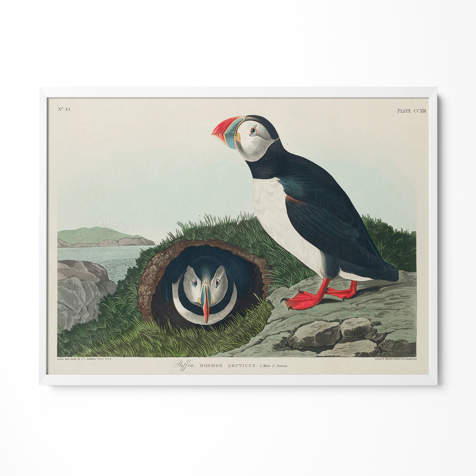 a picture of a bird sitting on top of a rock