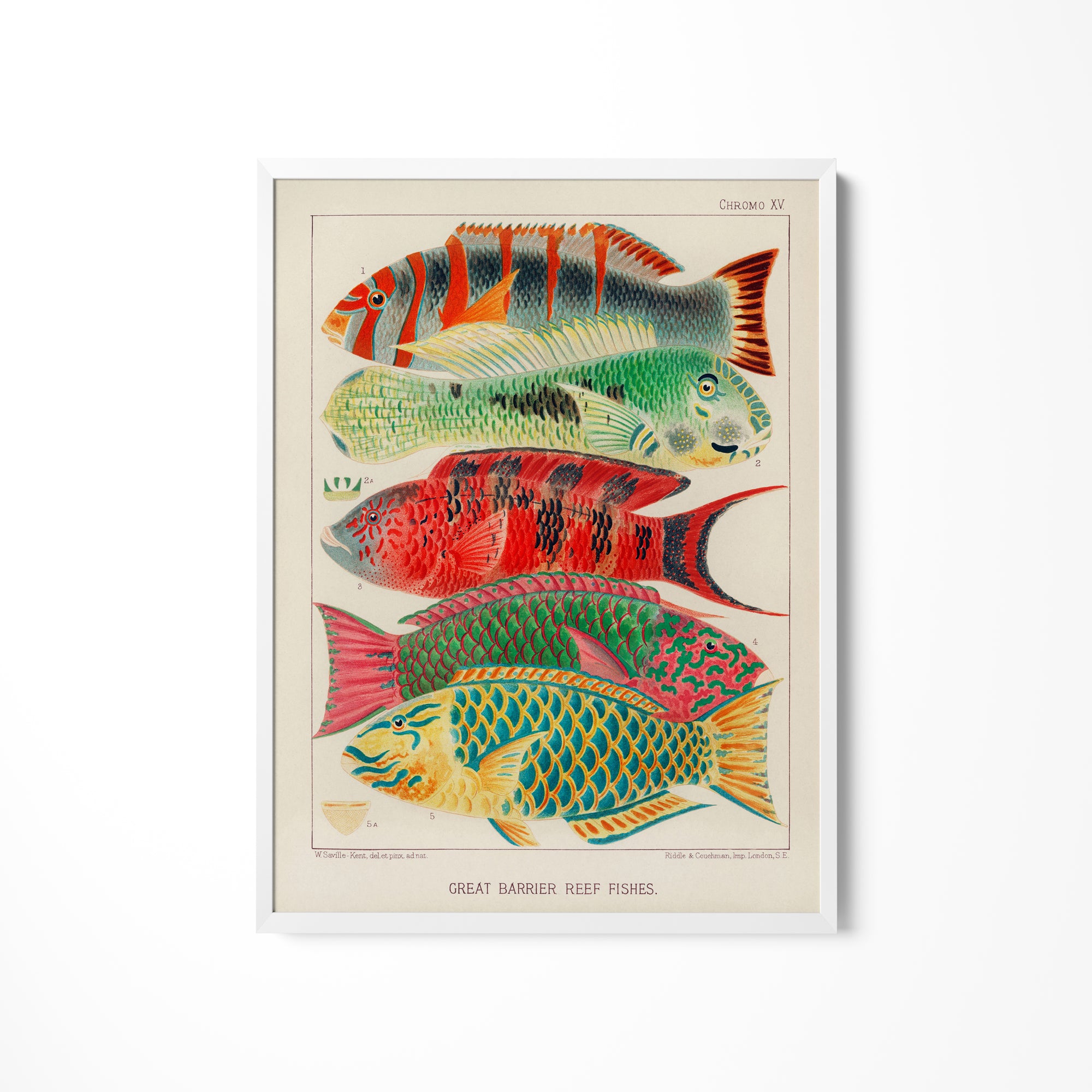 a picture of a group of fish on a white wall