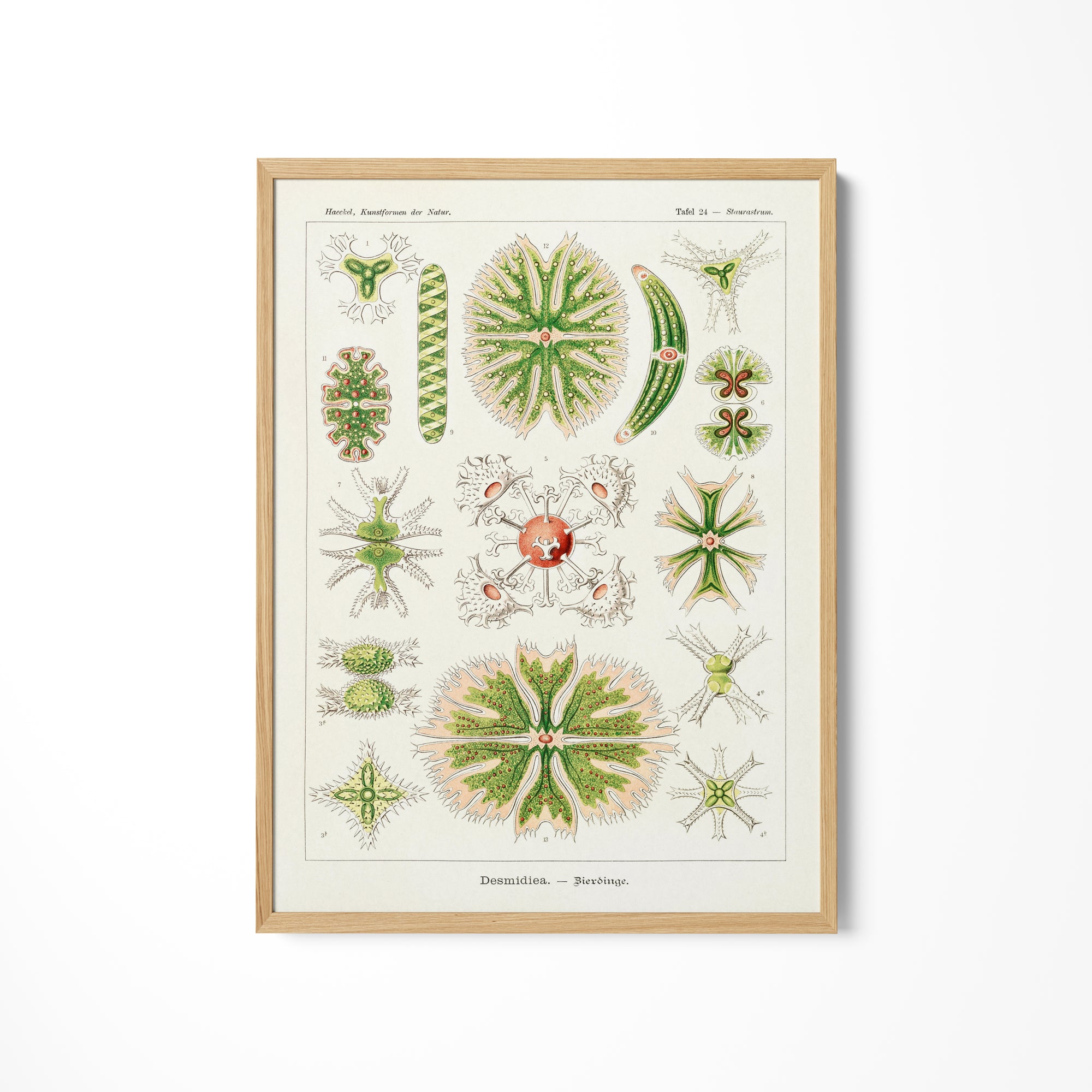 a picture of a bunch of plants on a wall