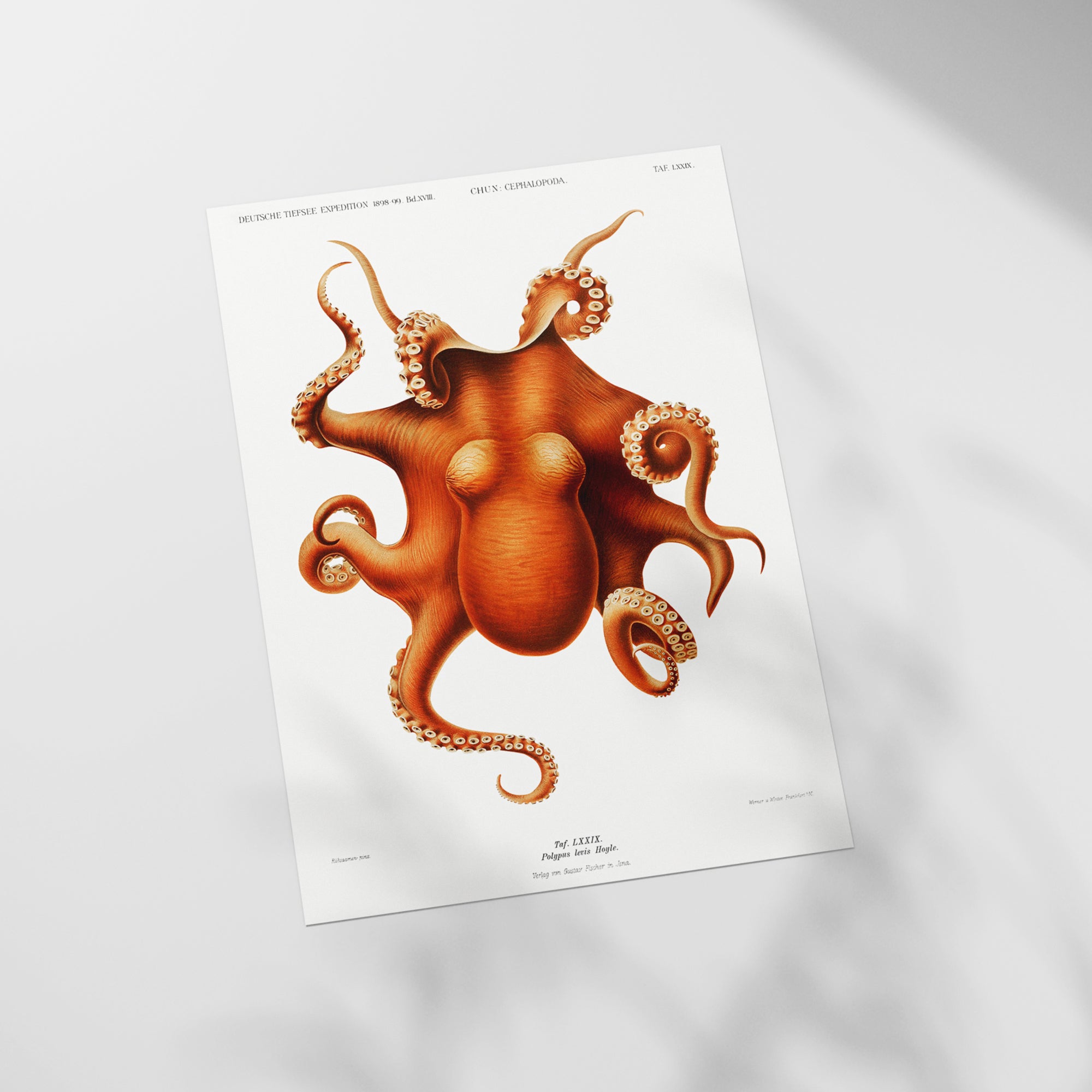 a picture of an orange octopus on a white background