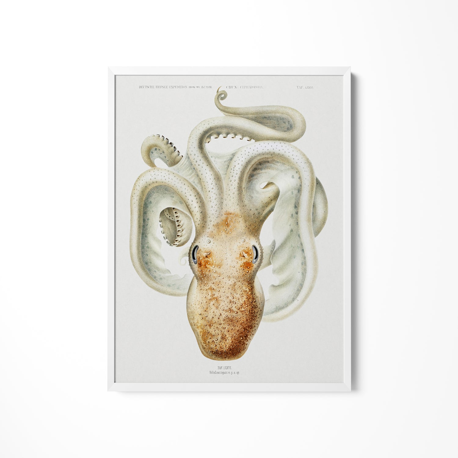 a picture of an octopus on a white wall