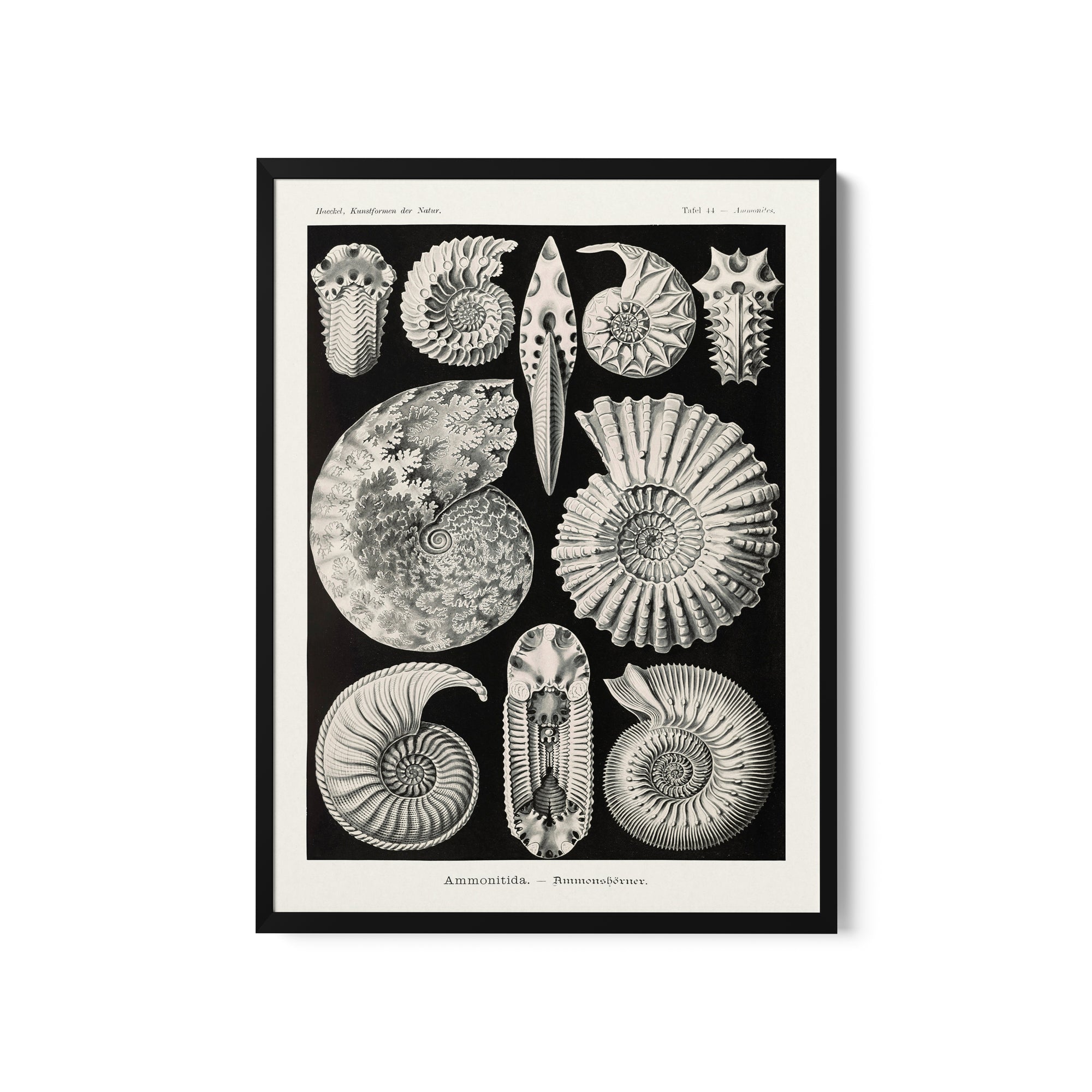a black and white illustration of sea shells