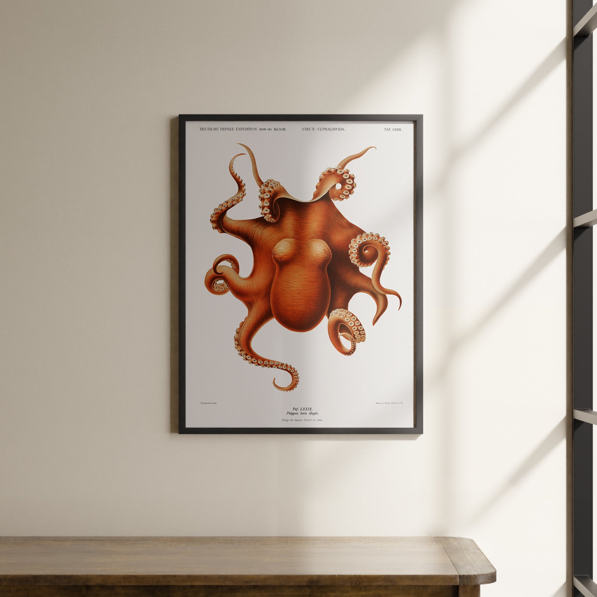 a picture of an octopus hanging on a wall