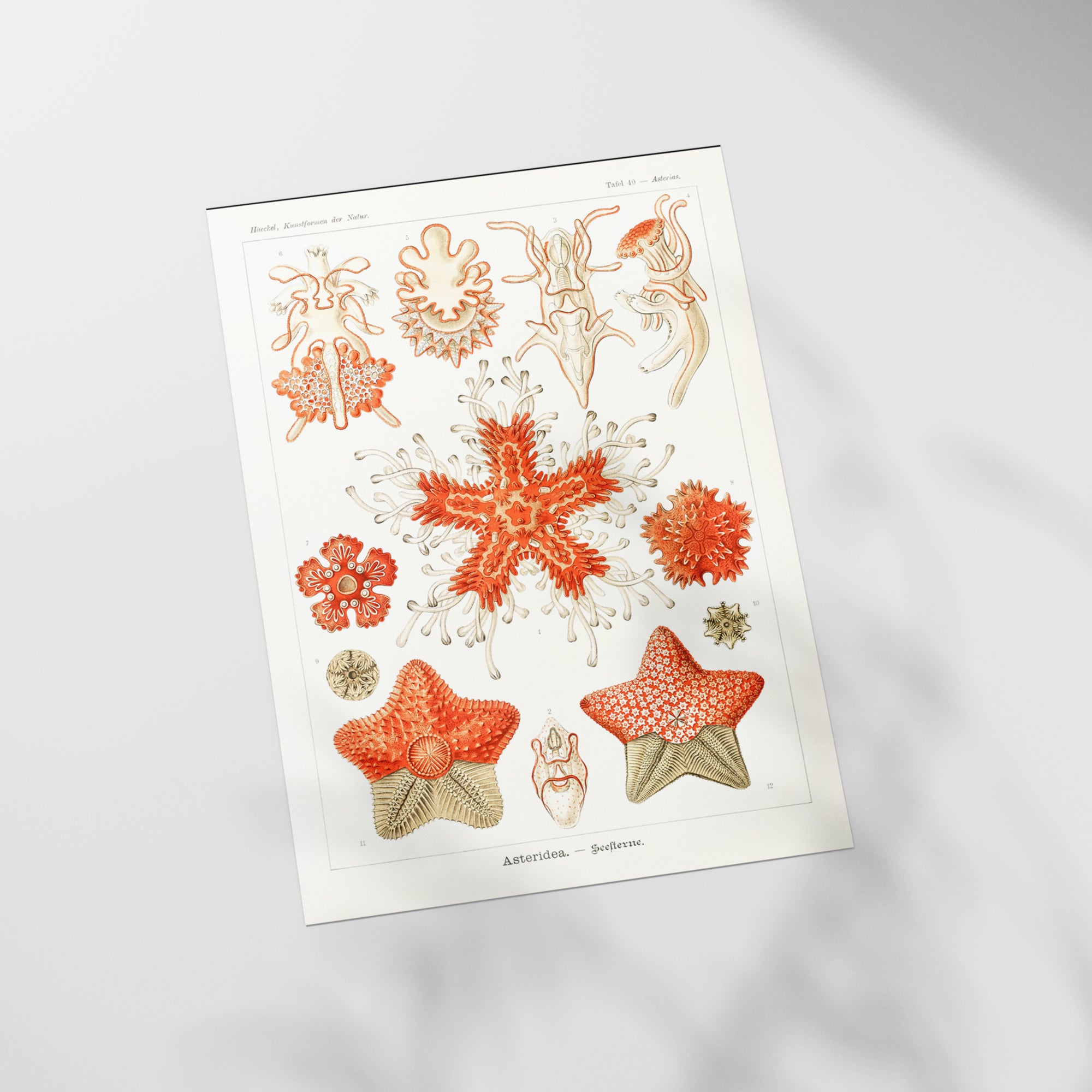 a picture of a bunch of starfish on a white surface