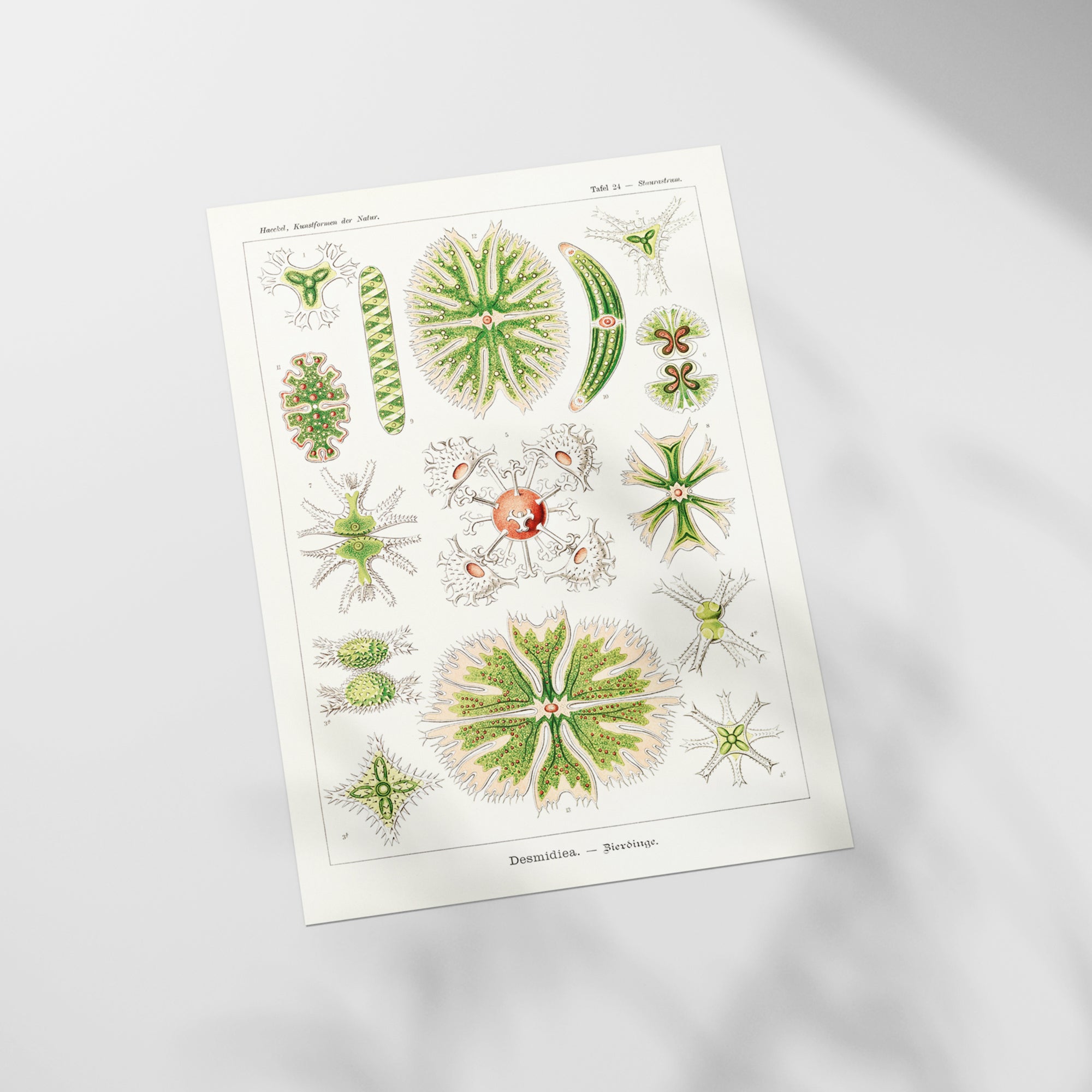 a sheet of paper with a bunch of plants on it