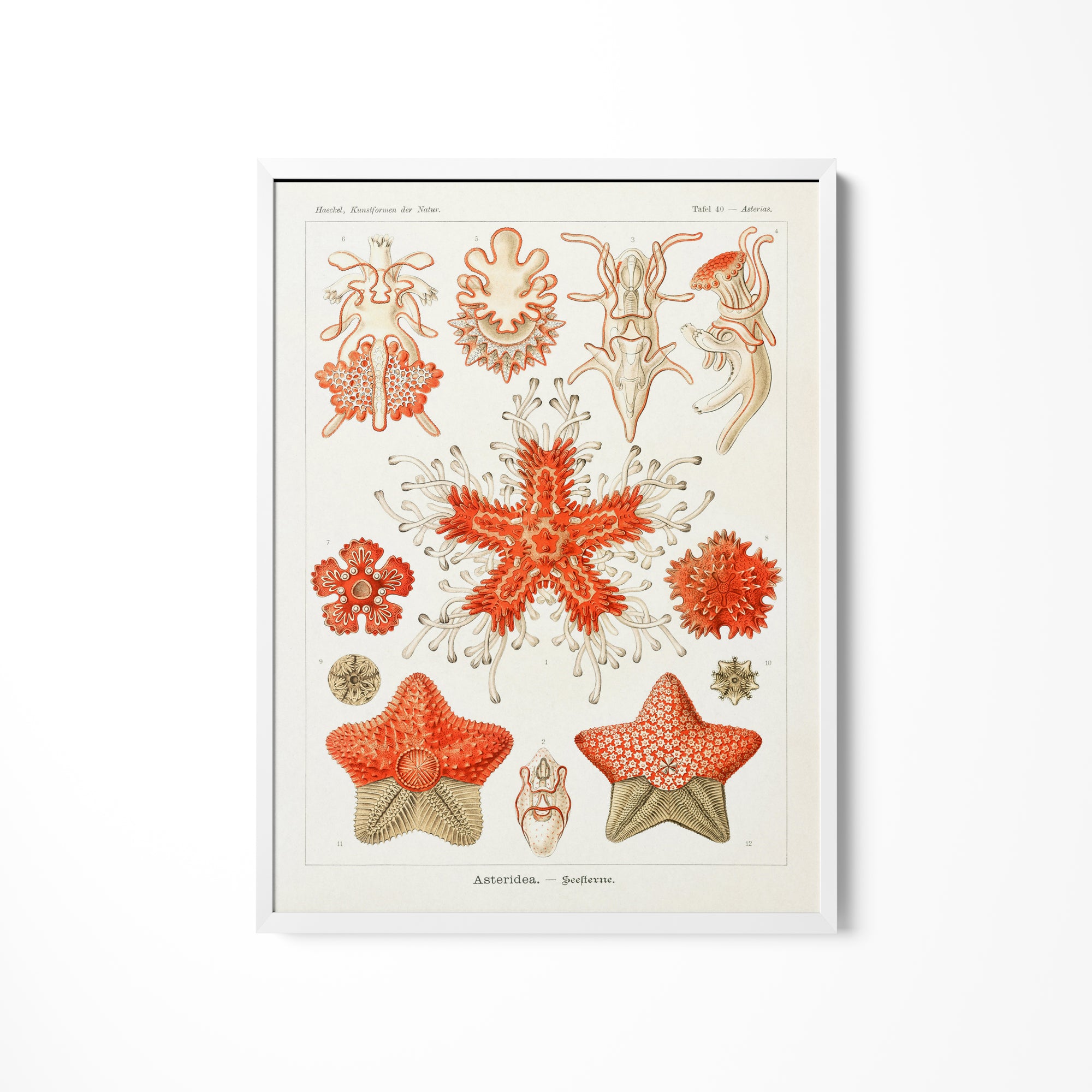 an orange and white illustration of corals and starfish