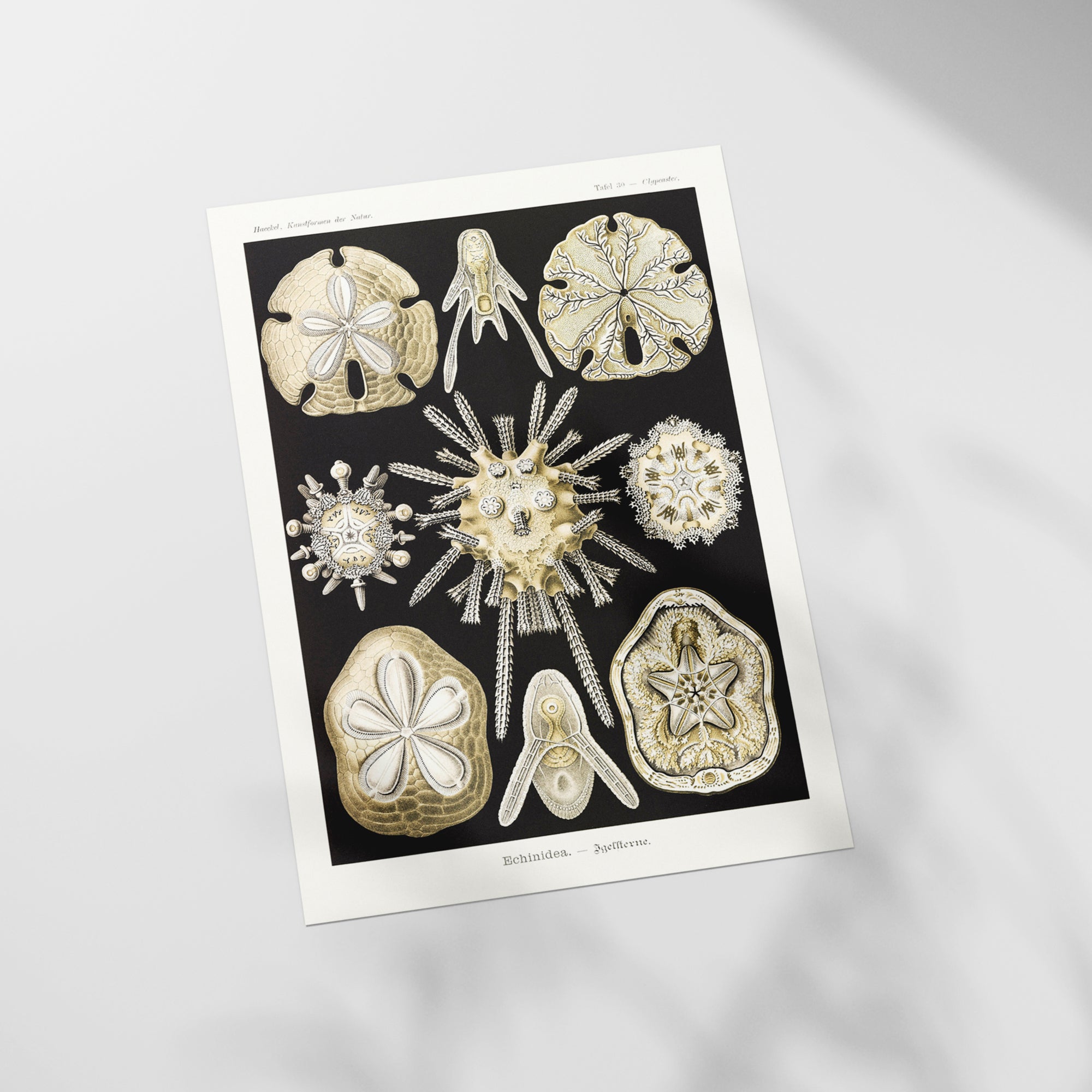 a picture of a bunch of different things on a table