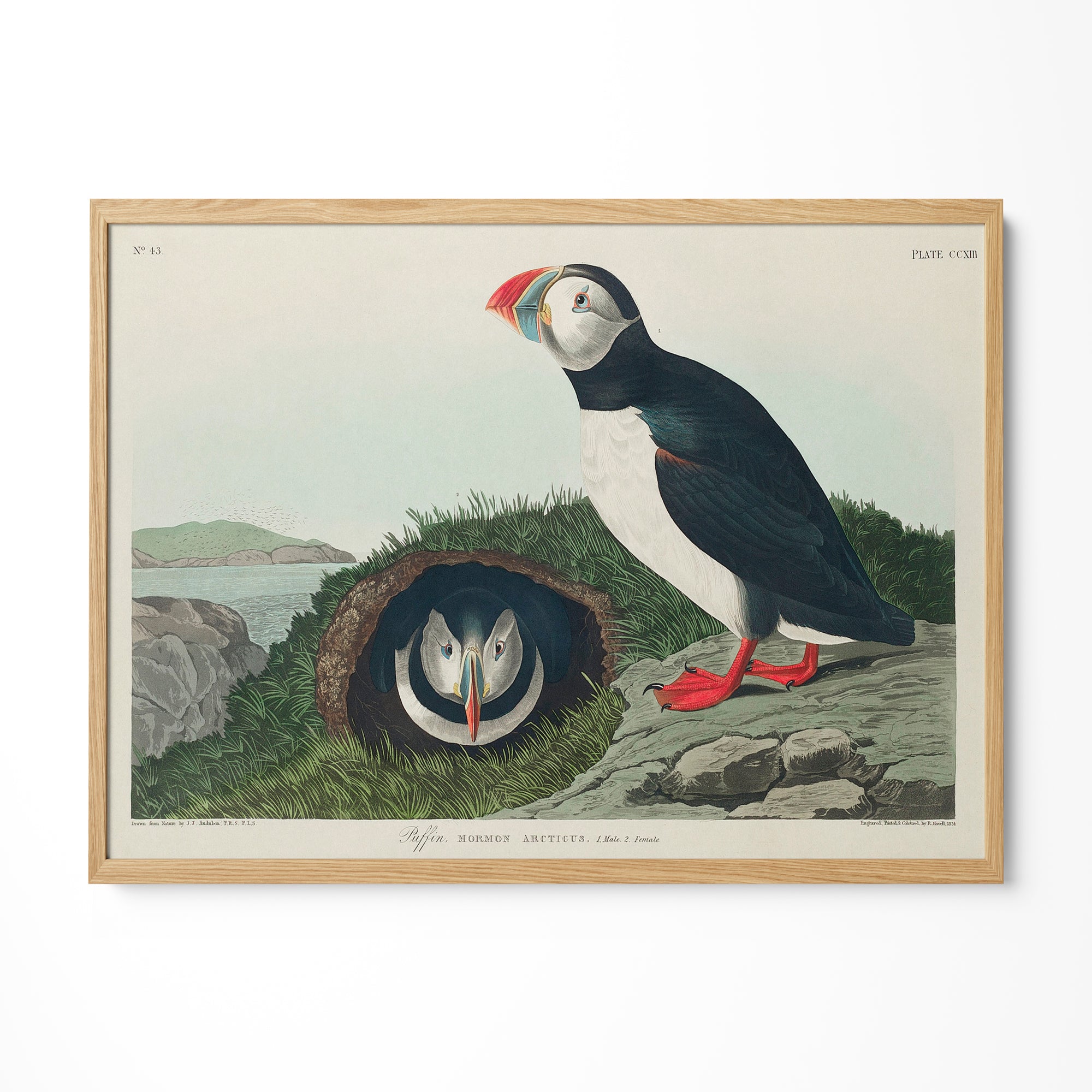 a picture of a bird with a red beak