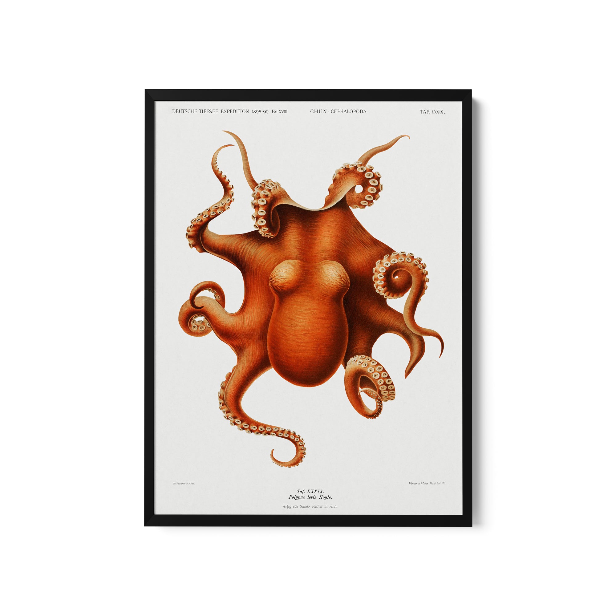 a picture of an octopus on a white background