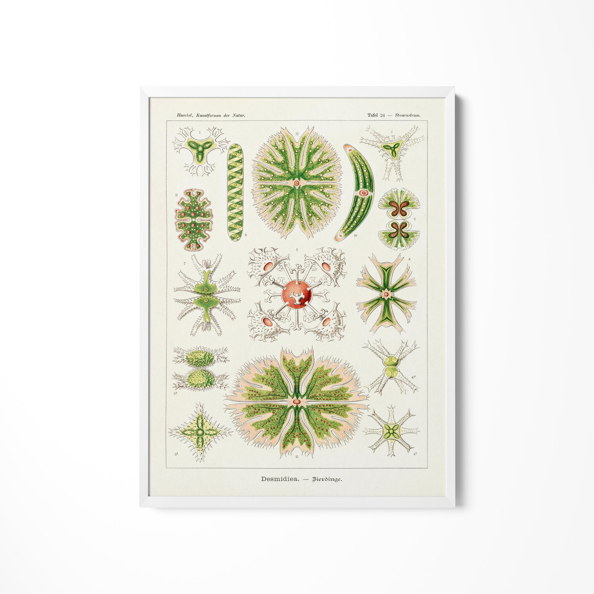 a picture of a bunch of plants on a wall