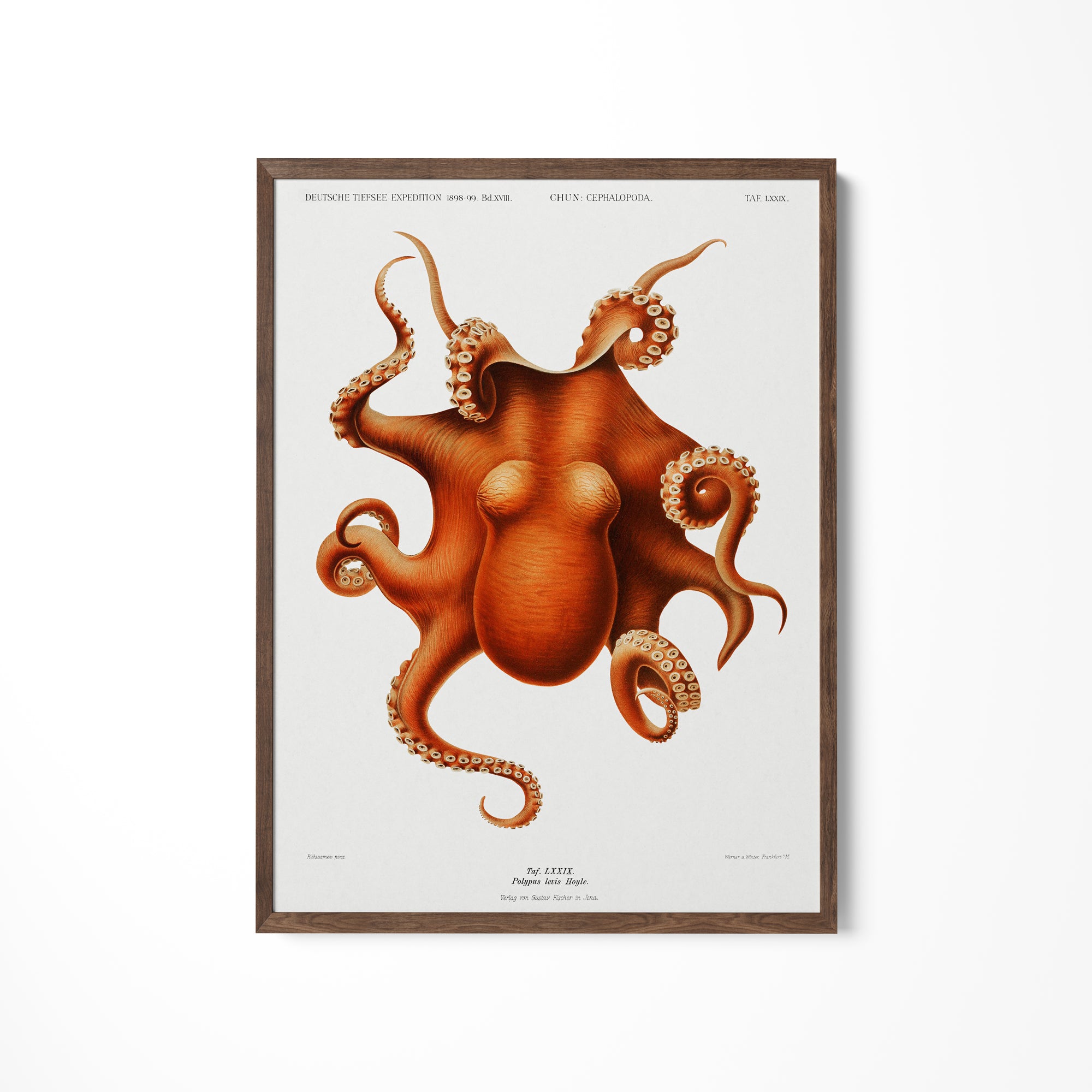 a picture of an octopus on a white wall