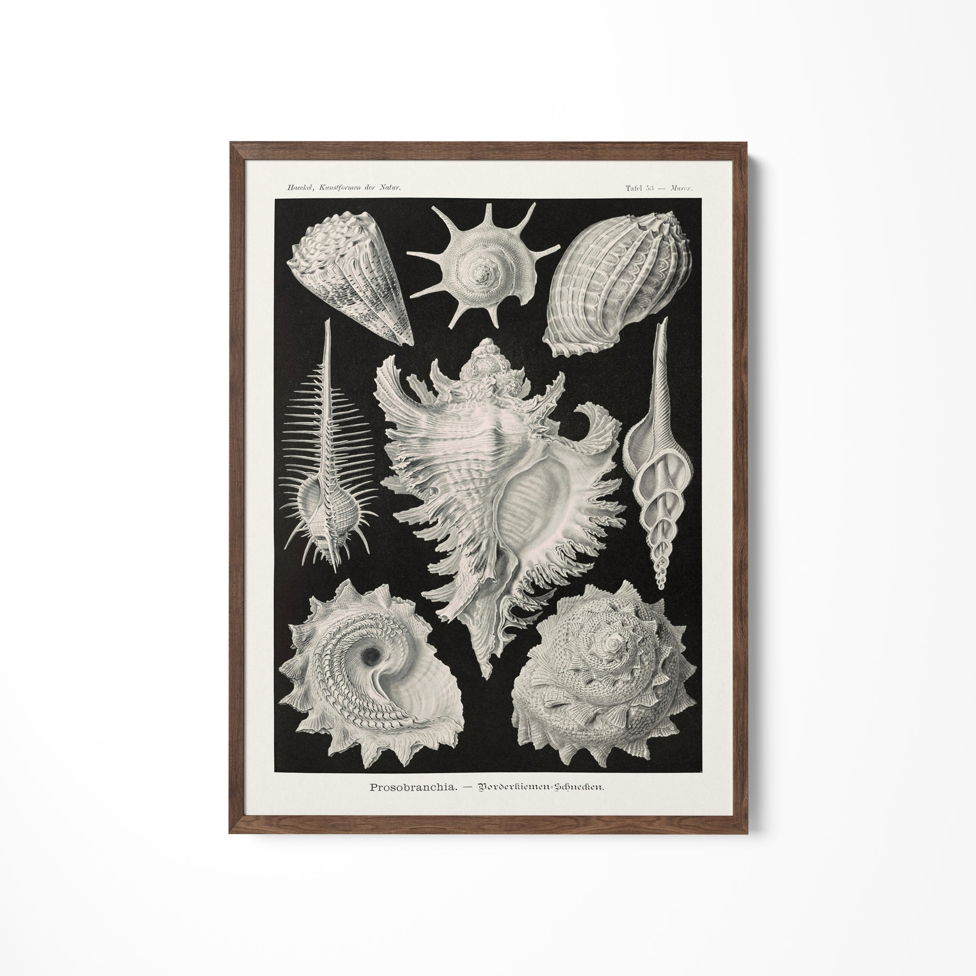 a black and white drawing of sea shells