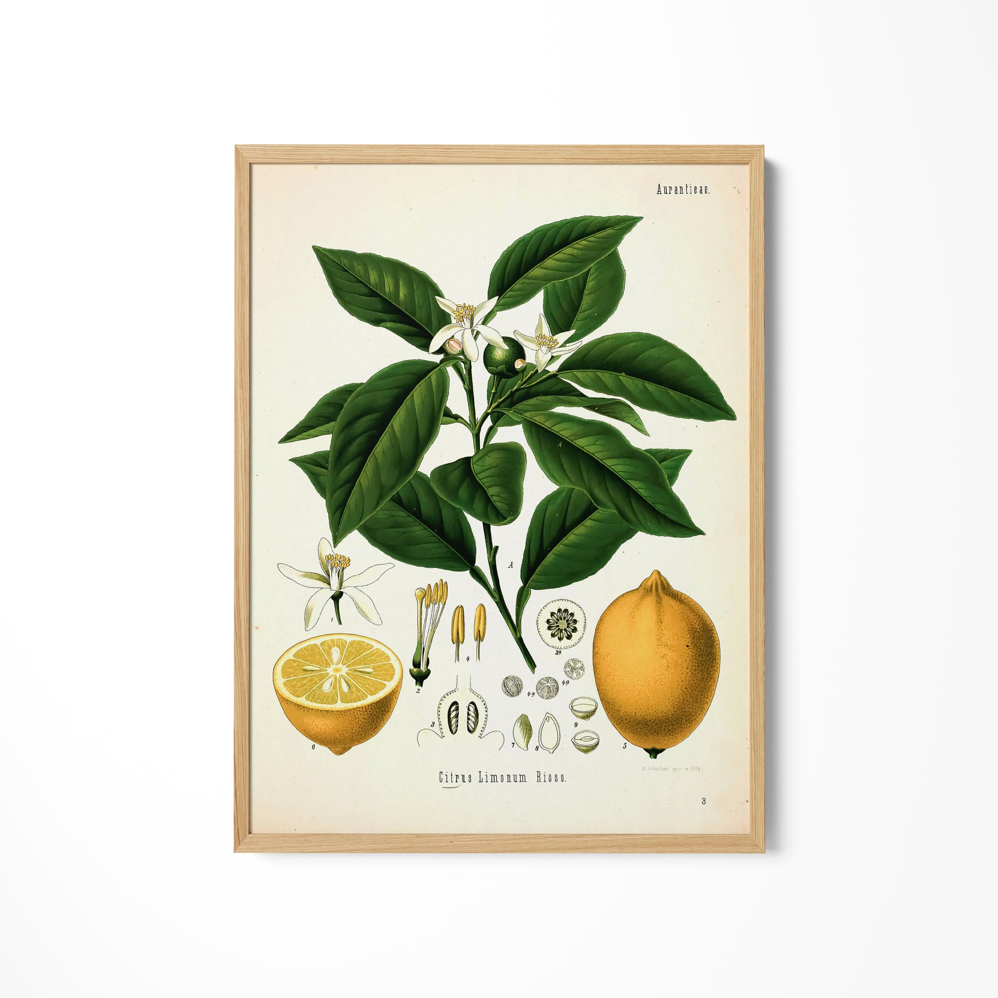 a picture of a plant with fruit and flowers