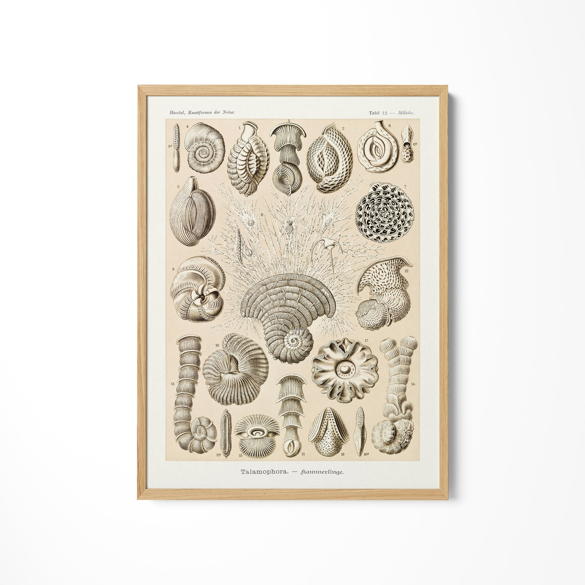 a drawing of shells on a white wall