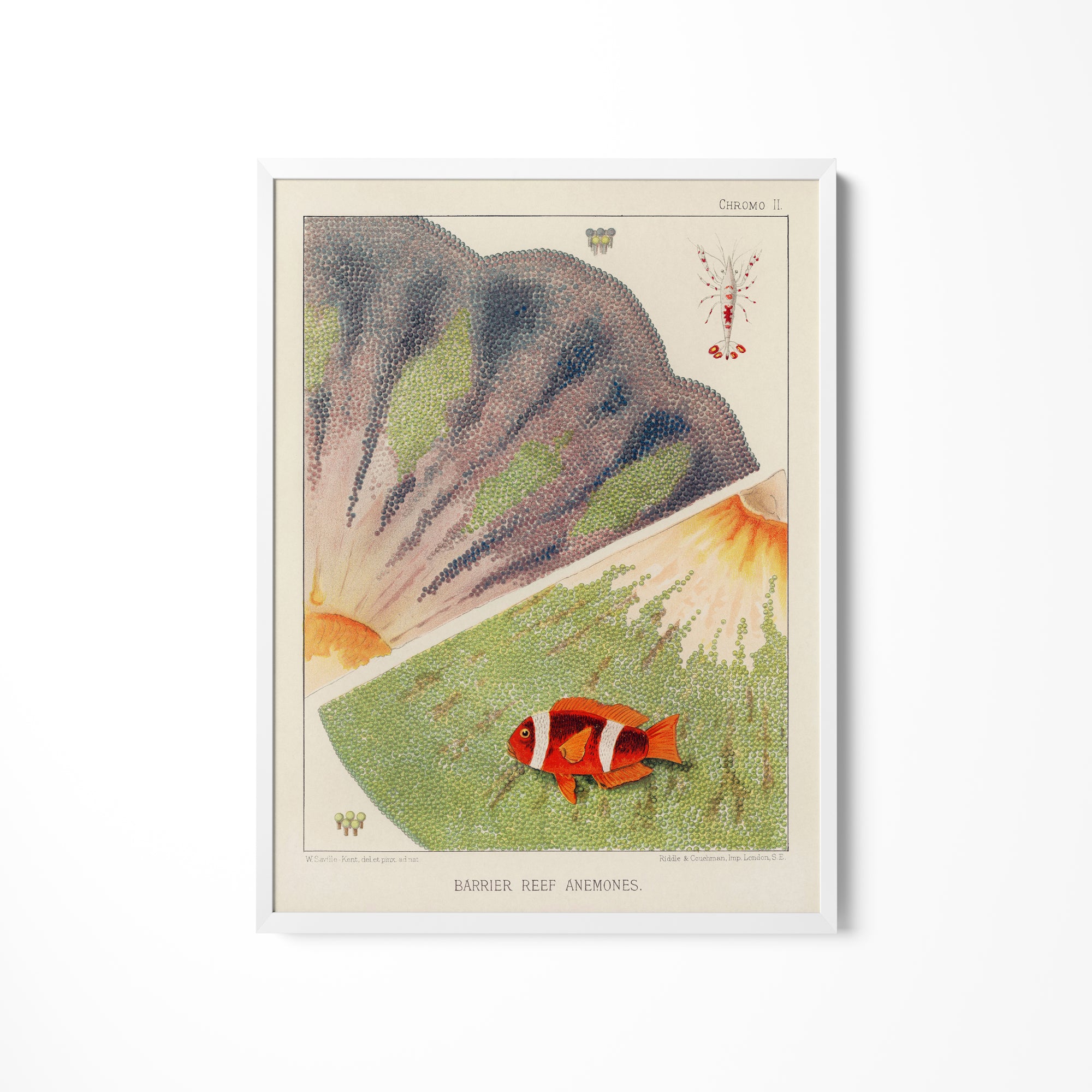 a picture of a fish on a white wall