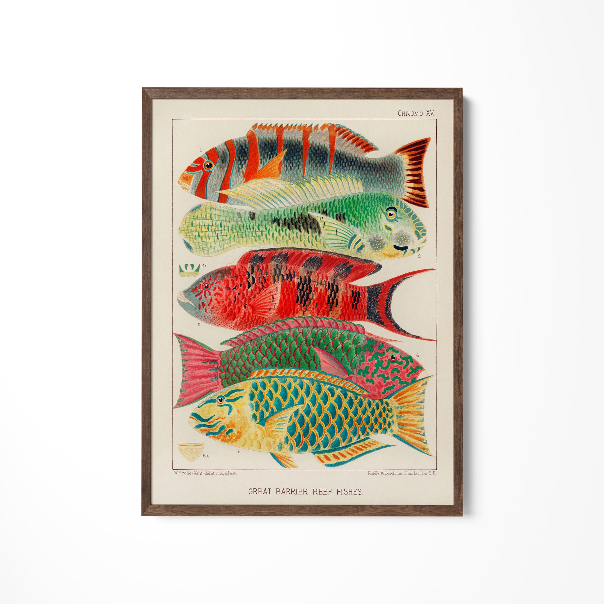 a picture of a group of fish on a wall