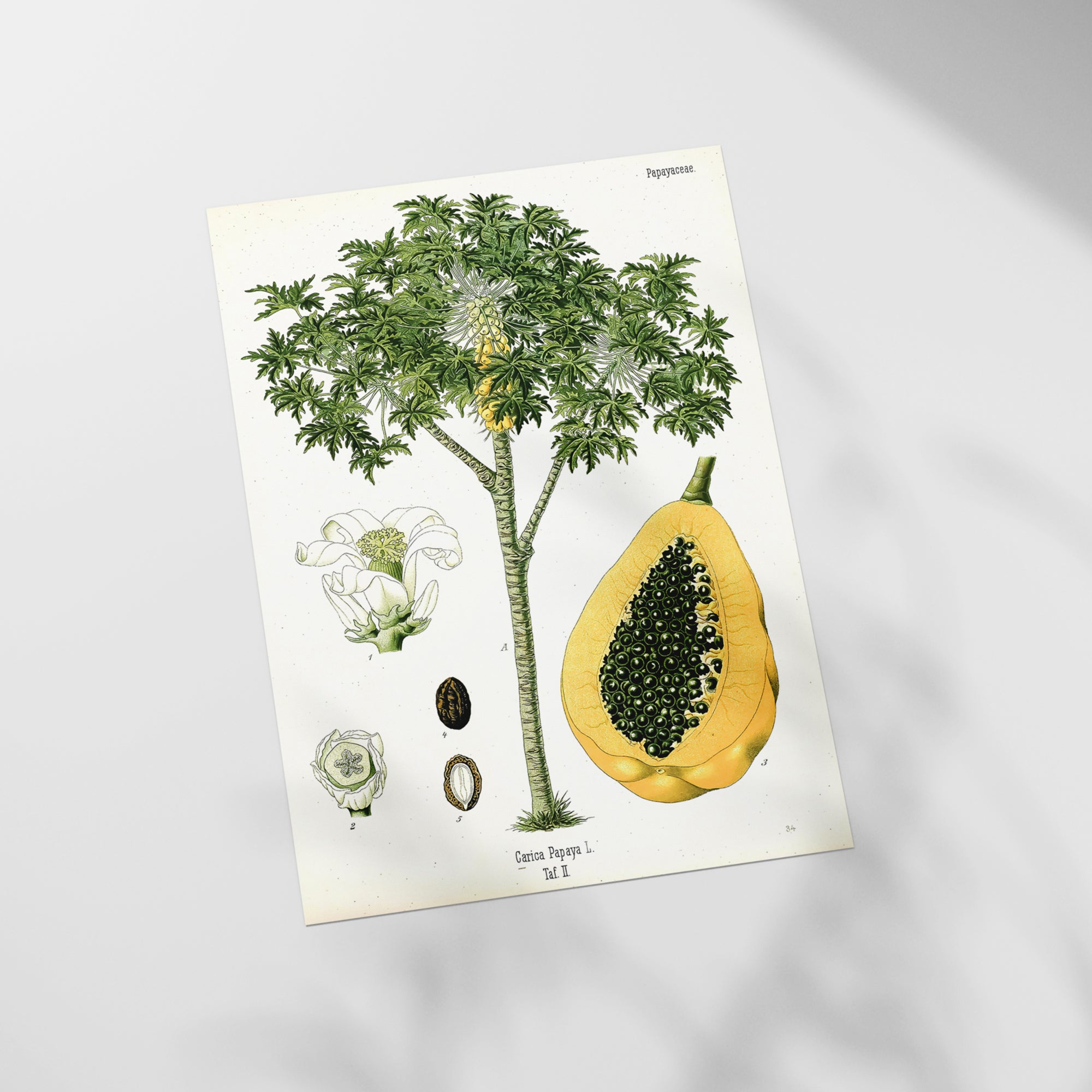 a picture of a tree with a bunch of fruit on it