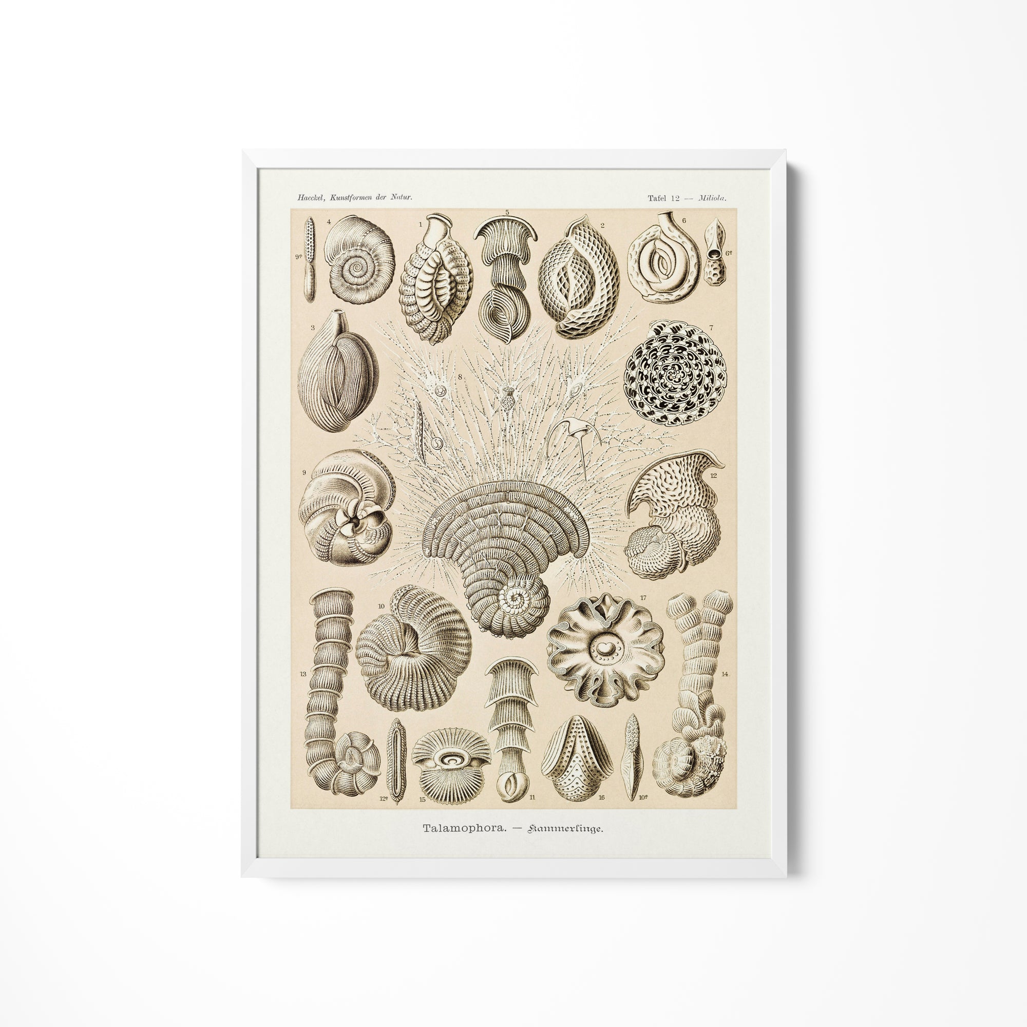 a drawing of shells on a white wall