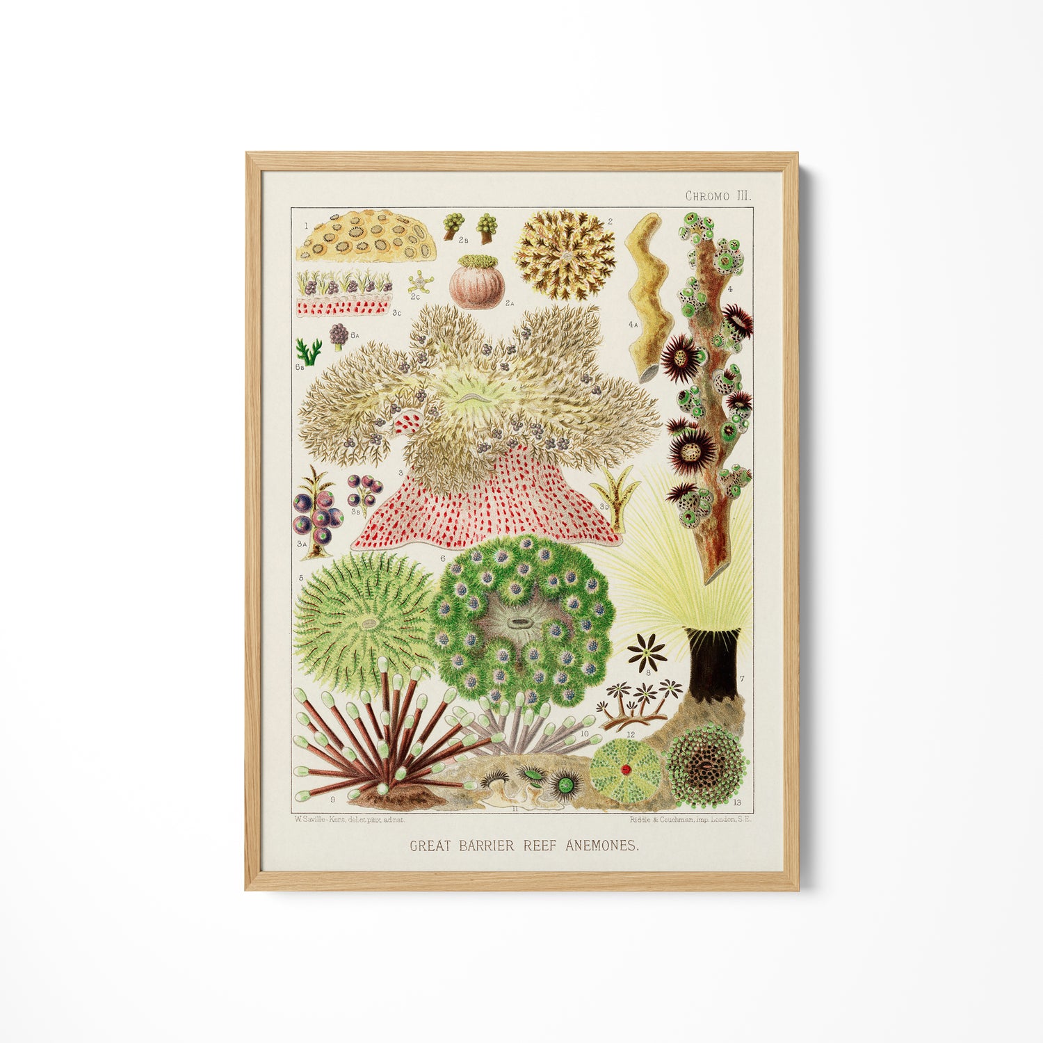 a painting of a variety of plants on a white wall
