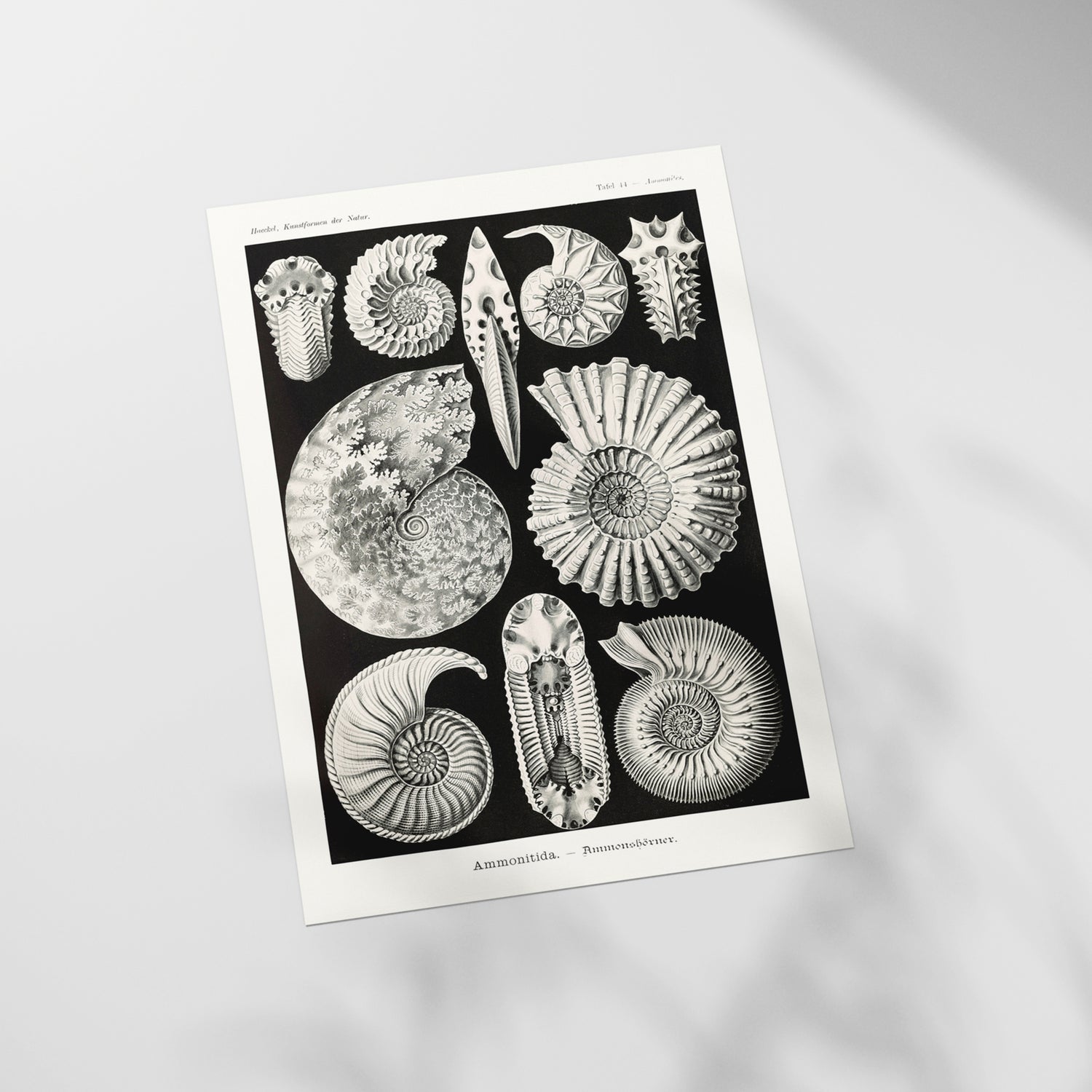 a black and white picture of sea shells