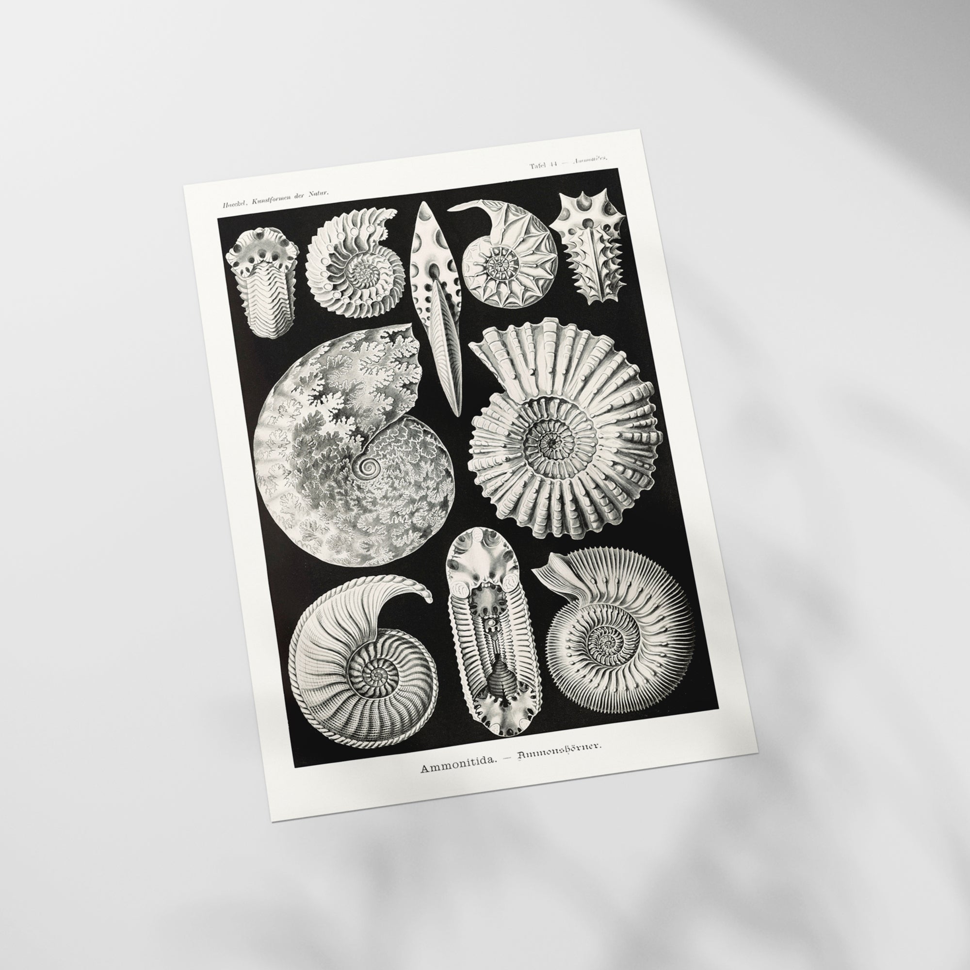 a black and white picture of sea shells