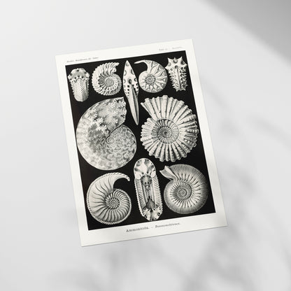 a black and white picture of sea shells